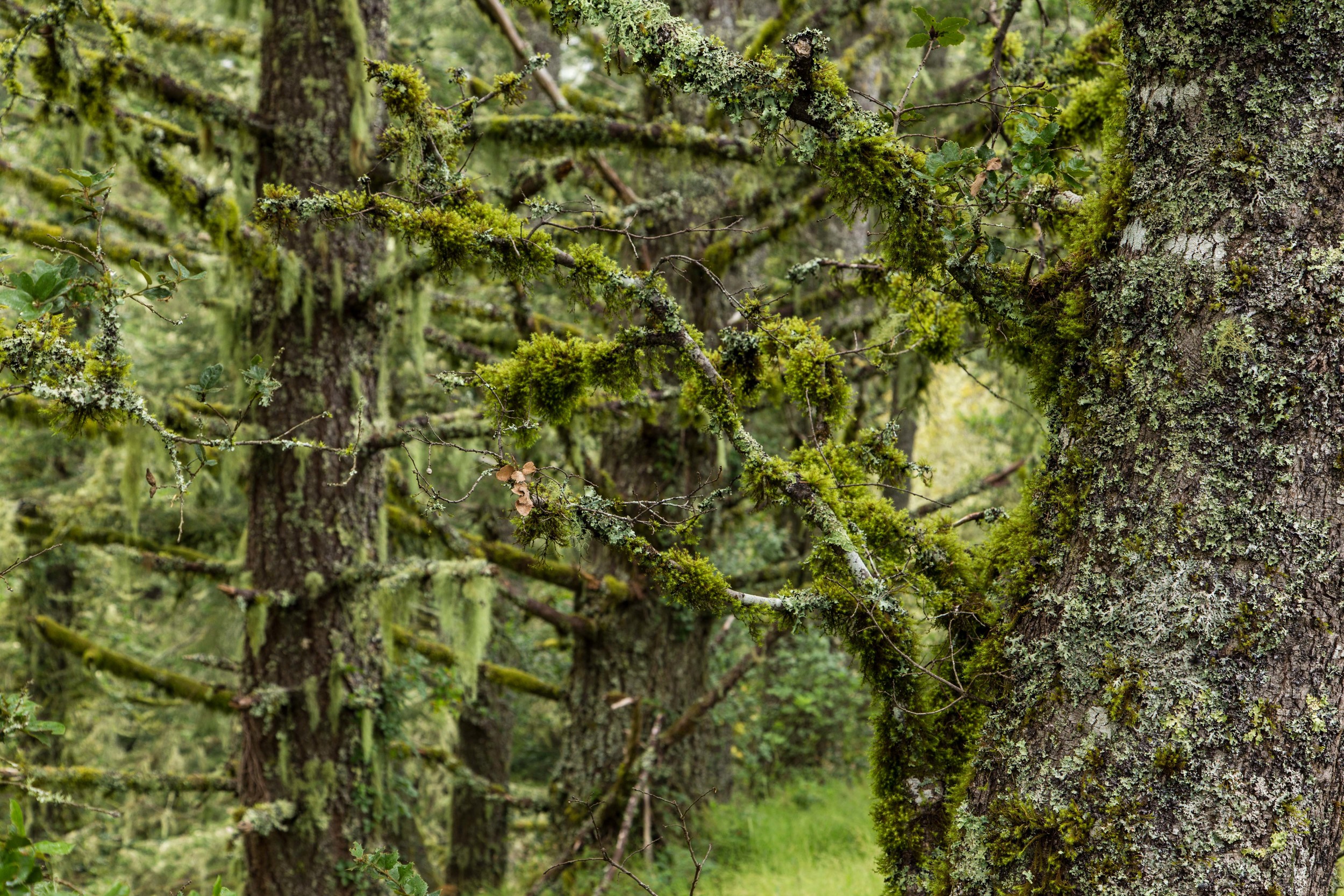 Dipsea Trail_-159.jpg