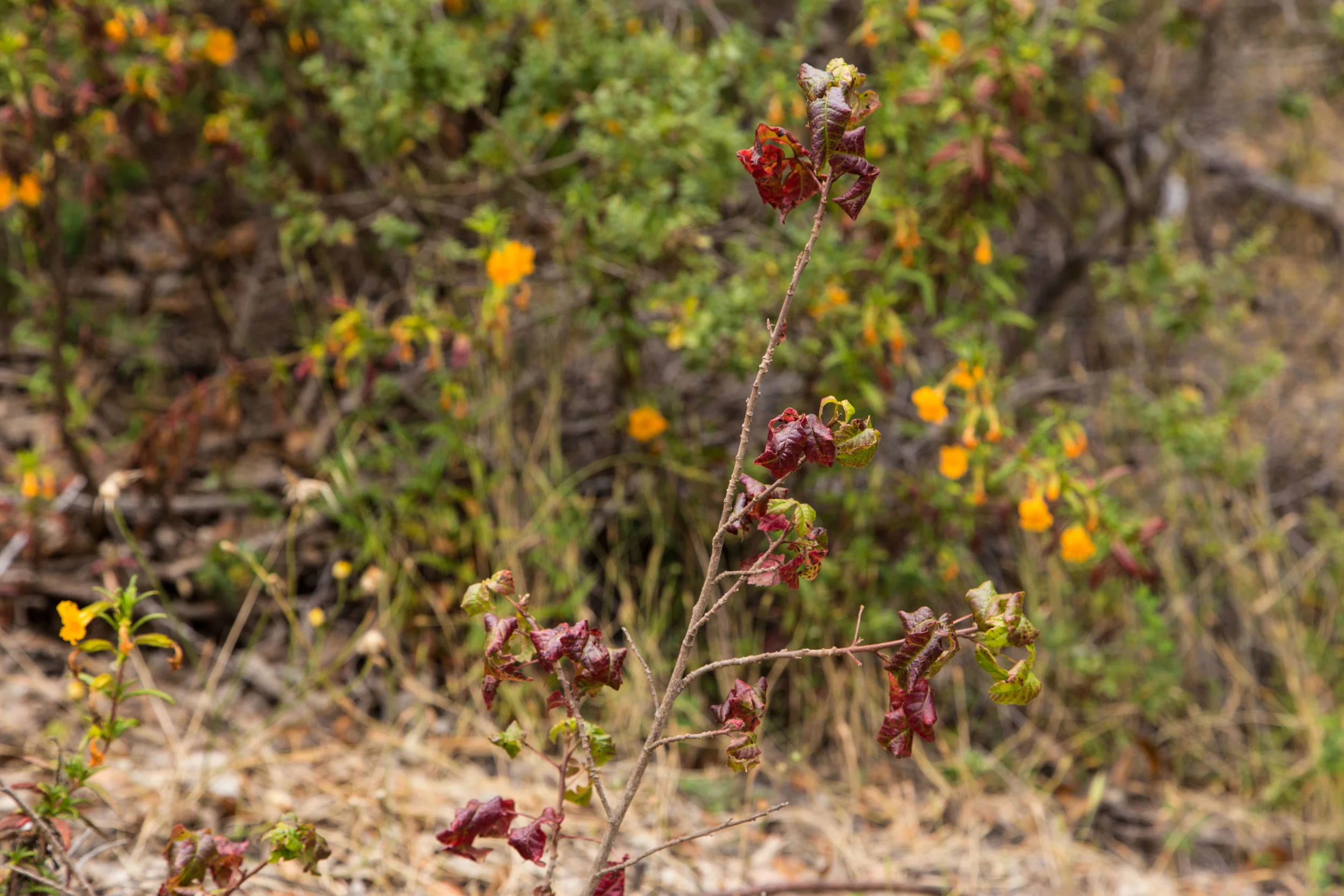 Dipsea Trail_-170.jpg