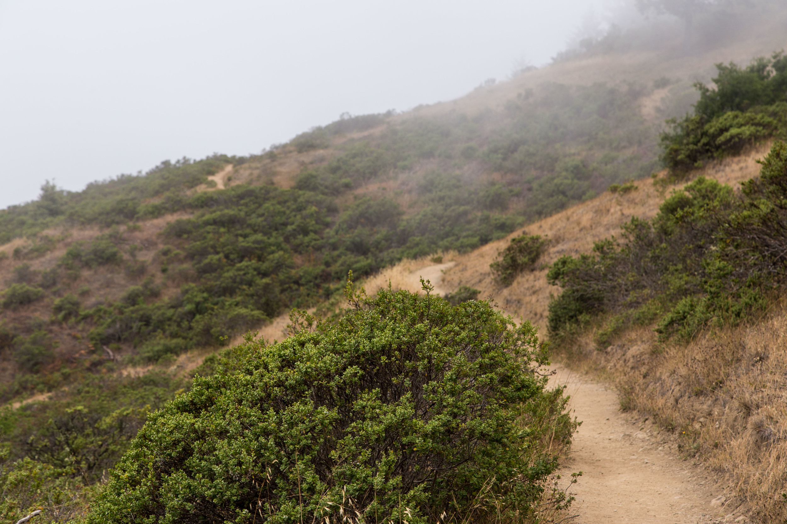 Dipsea Trail_-181.jpg