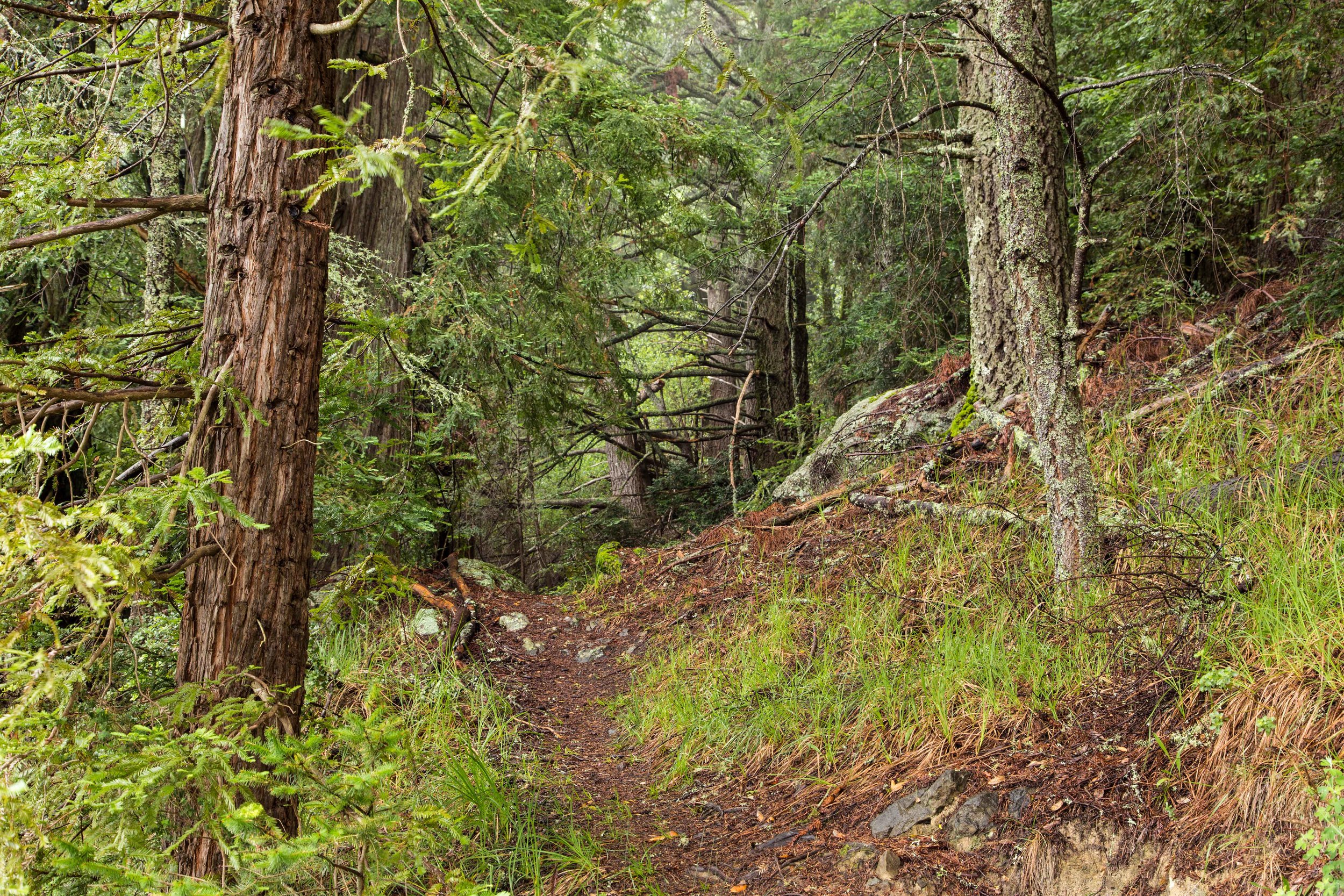 Dipsea Trail_-184.jpg