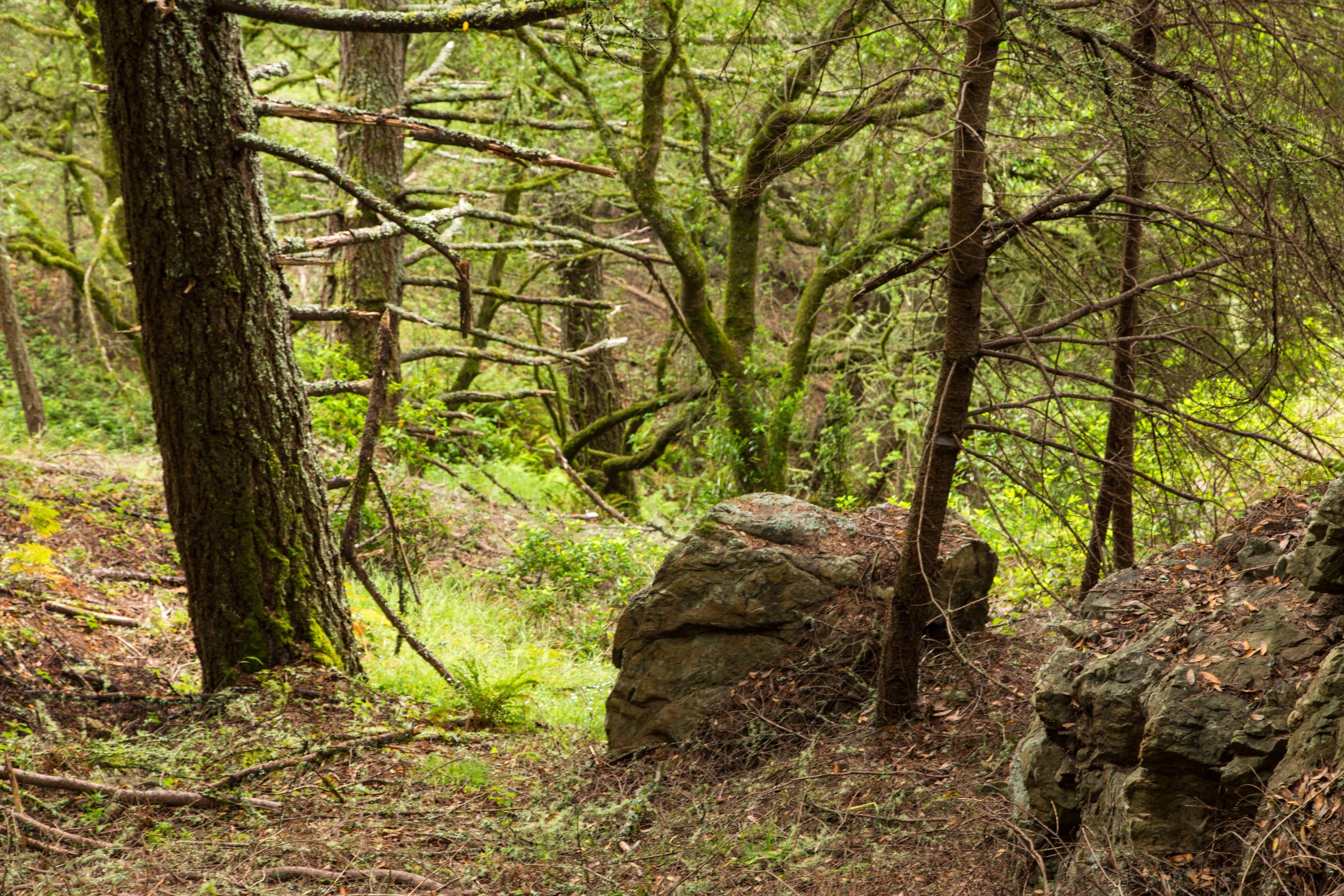 Dipsea Trail_-192.jpg