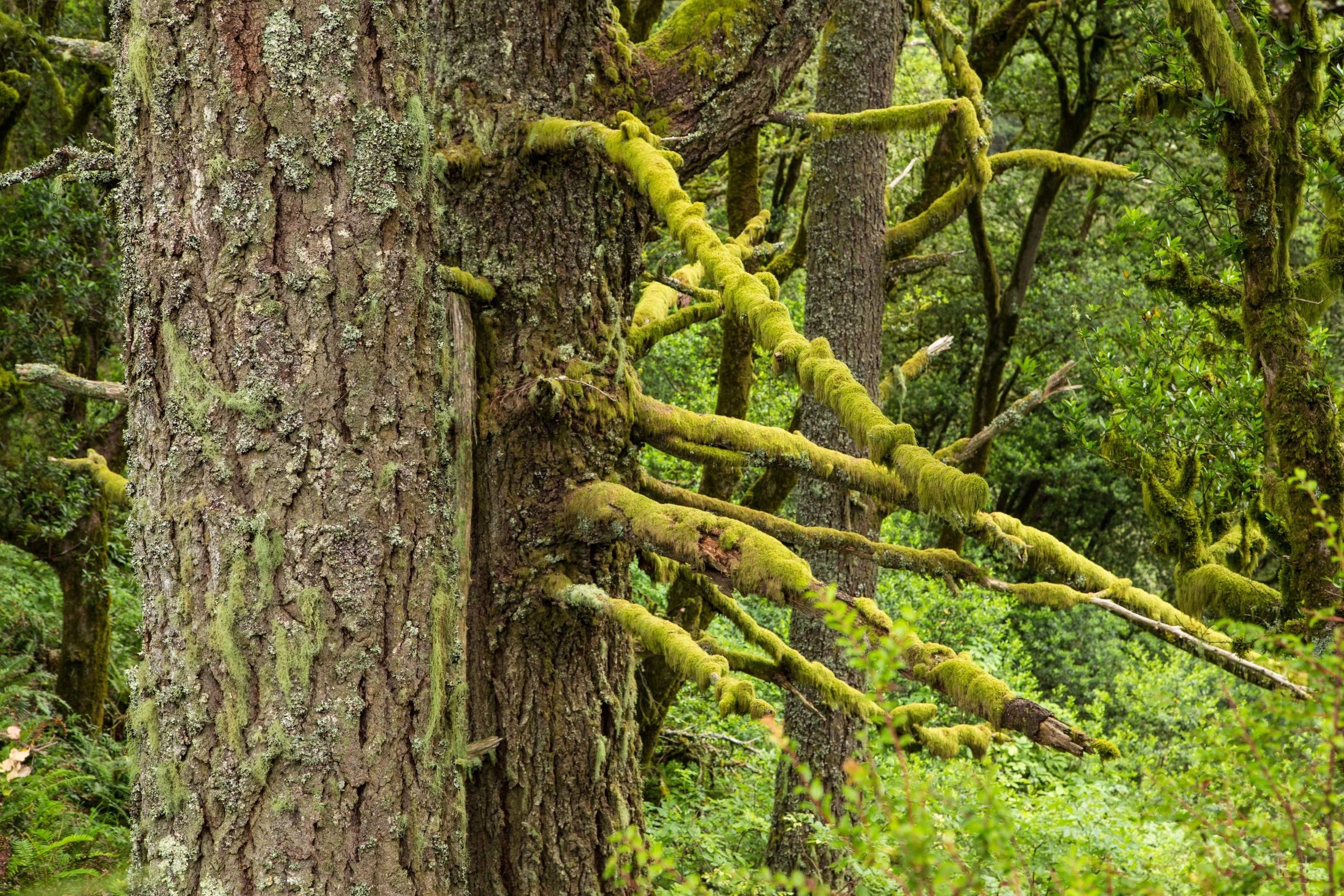 Dipsea Trail_-208.jpg