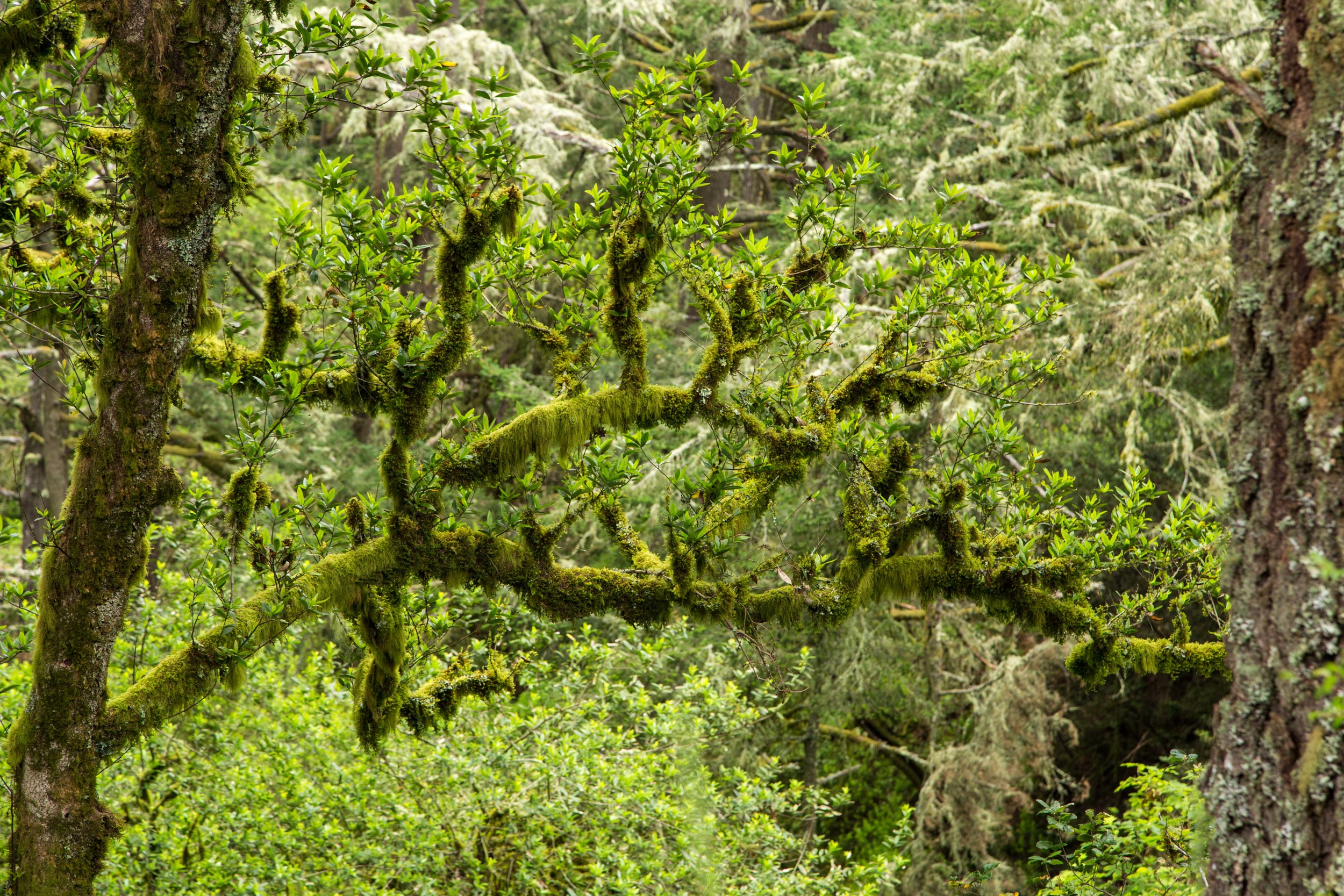 Dipsea Trail_-209.jpg