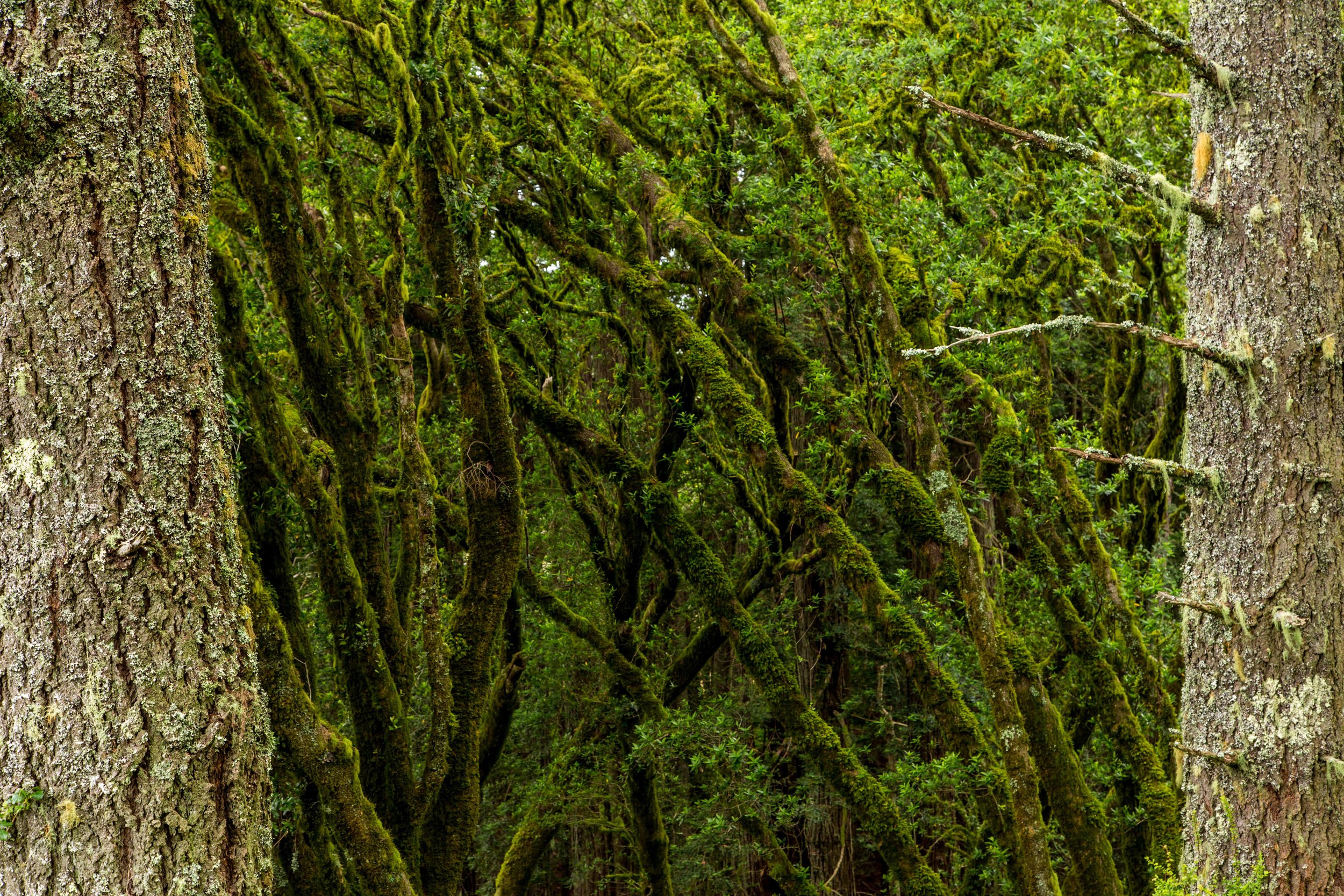 Dipsea Trail_-216.jpg