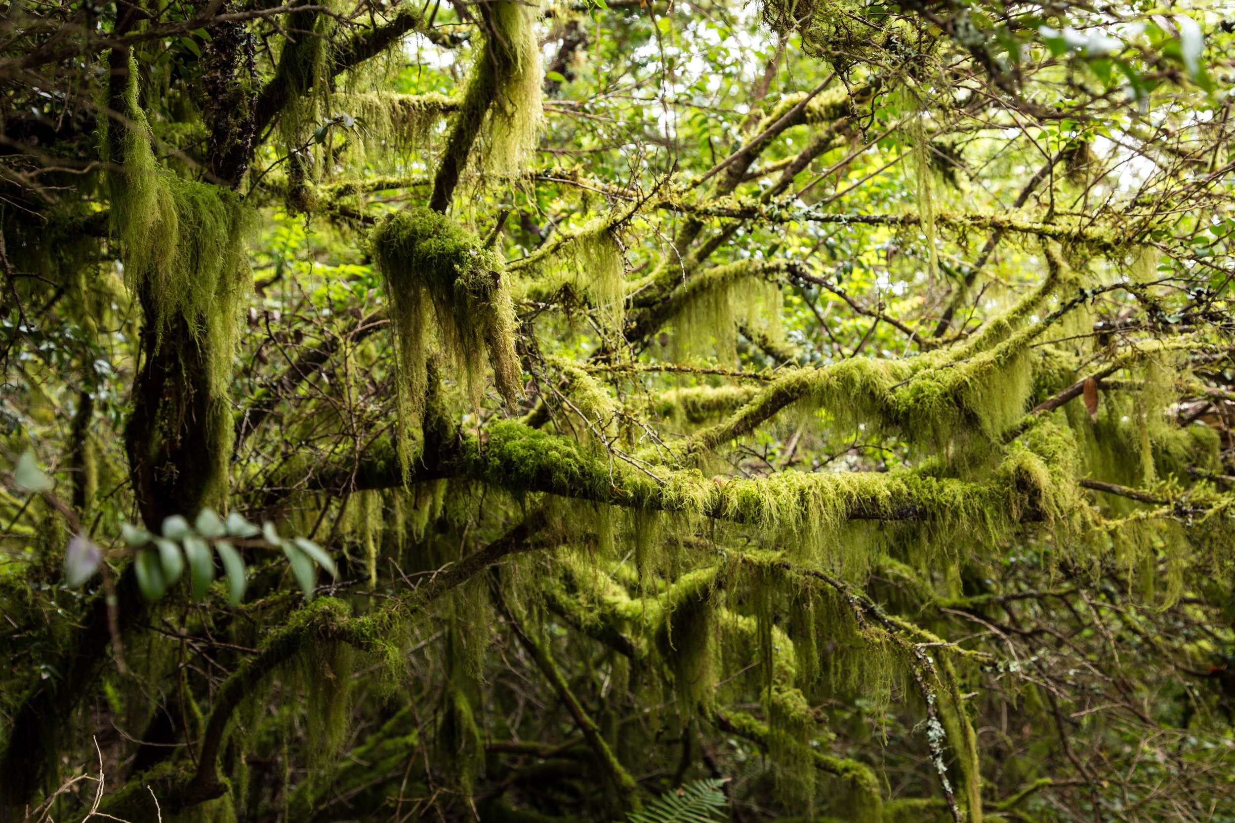 Dipsea Trail_-248.jpg