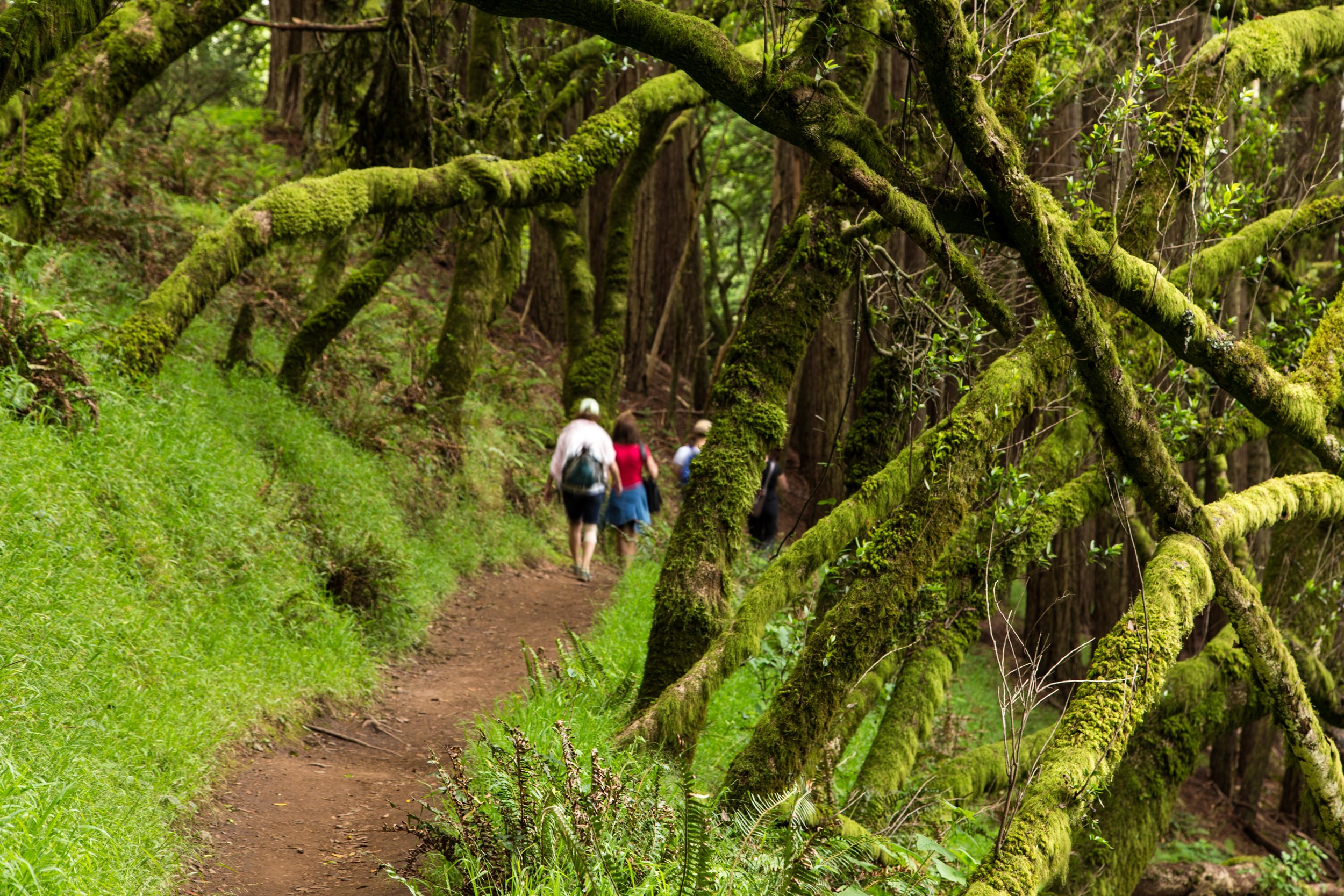 Dipsea Trail_-268.jpg