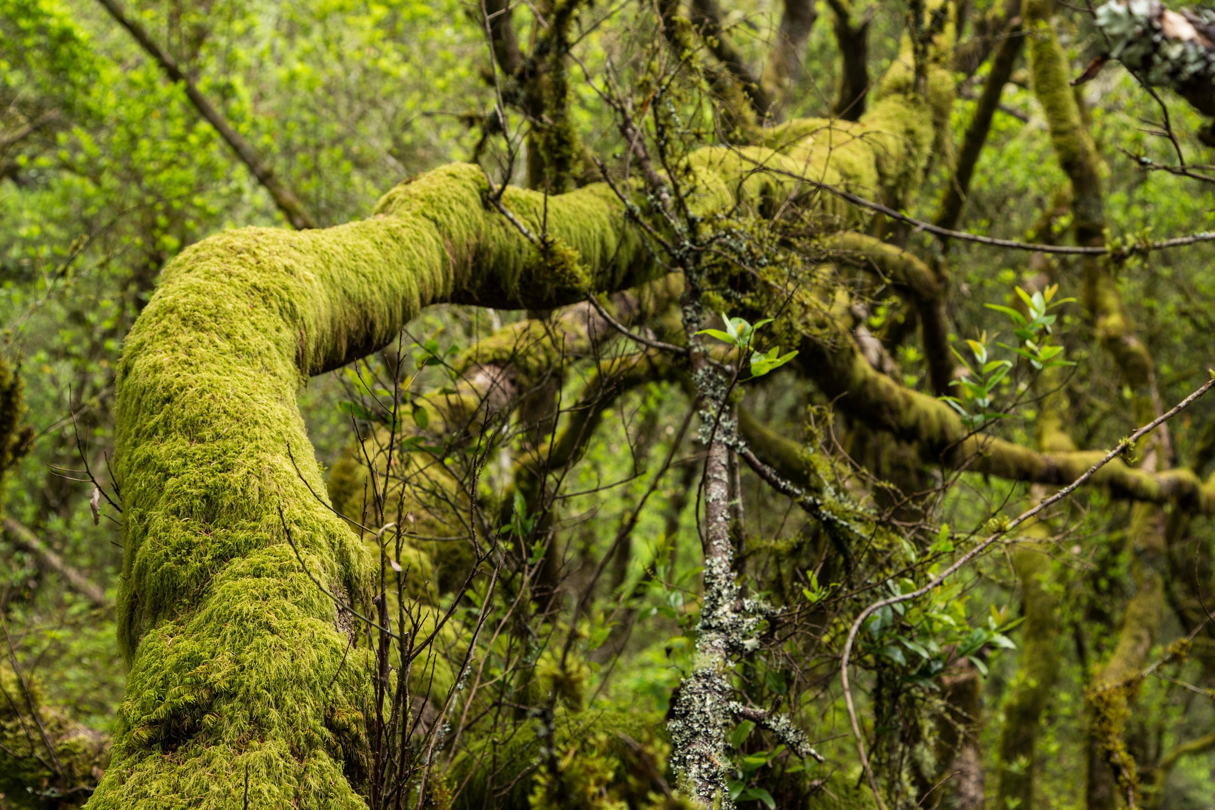 Dipsea Trail_-255.jpg