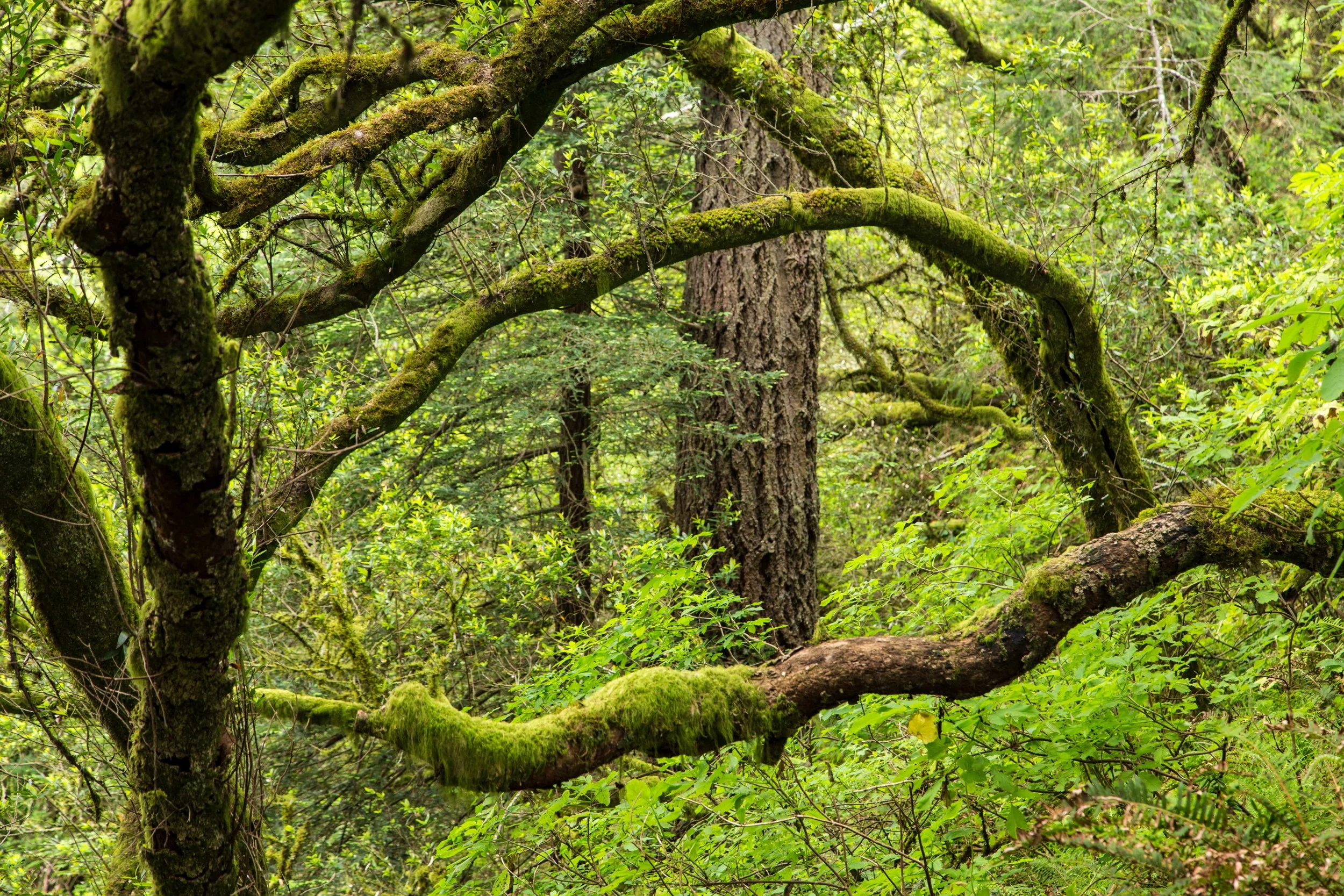 Dipsea Trail_-275.jpg