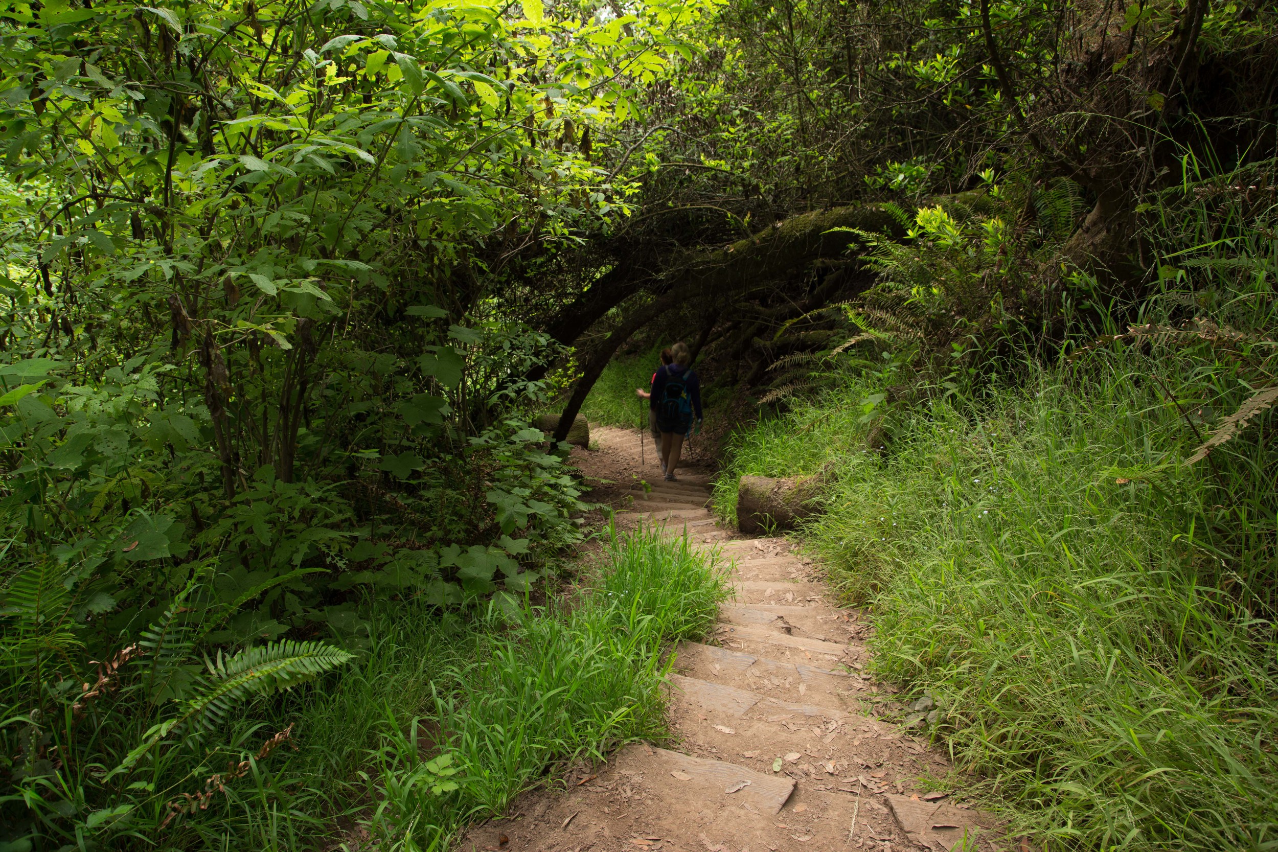 Dipsea Trail_-297.jpg