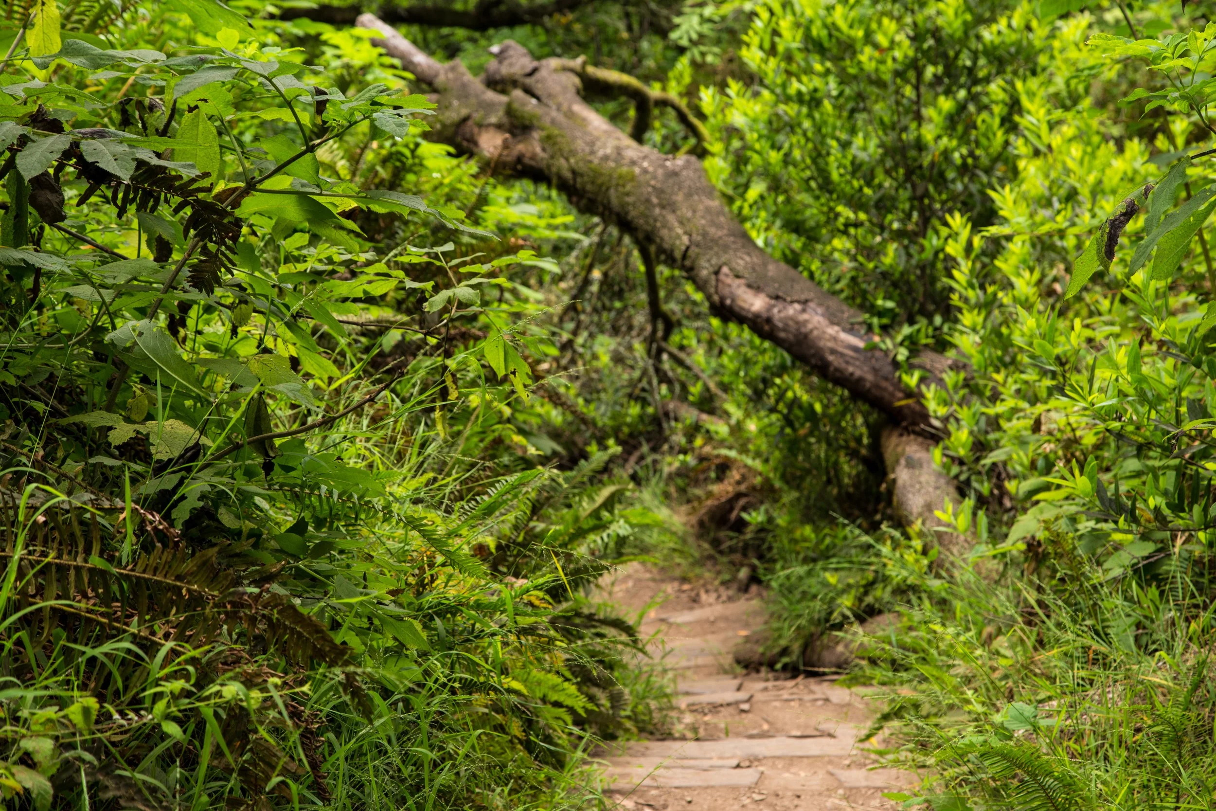 Dipsea Trail_-304.jpg
