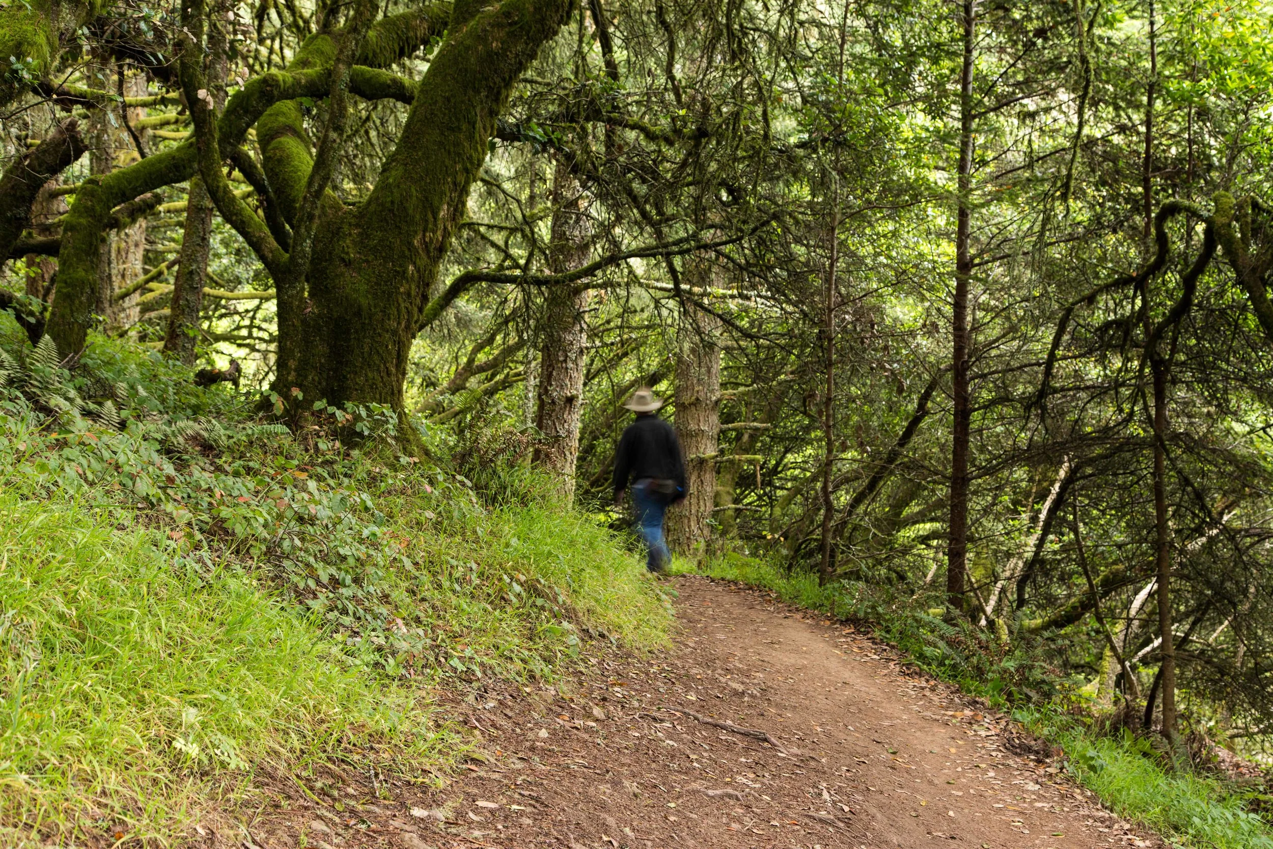 Dipsea Trail_-293.jpg