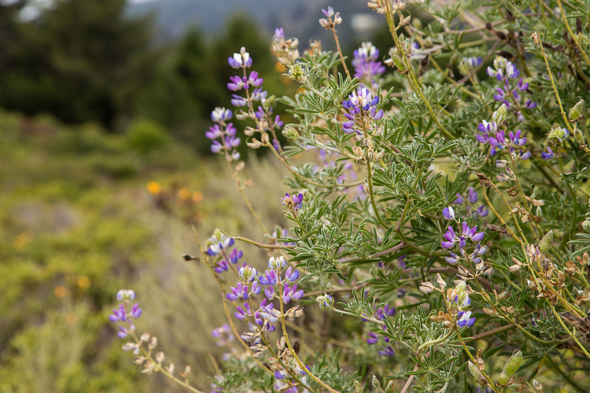 Dipsea Trail_-337.jpg