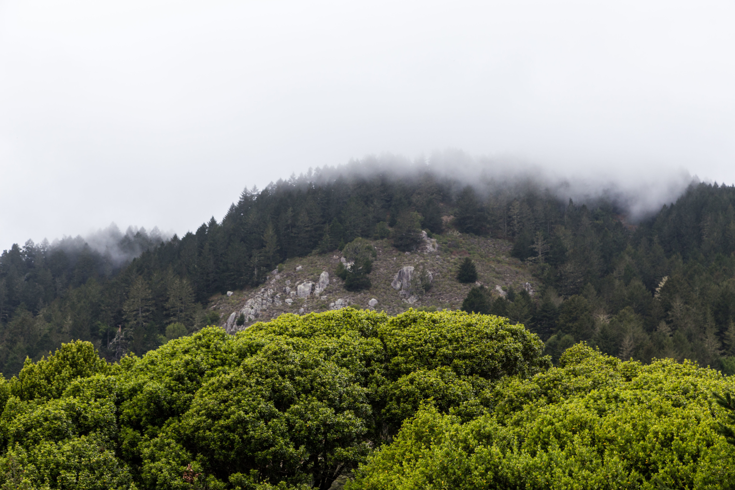 Dipsea Trail_-344.jpg