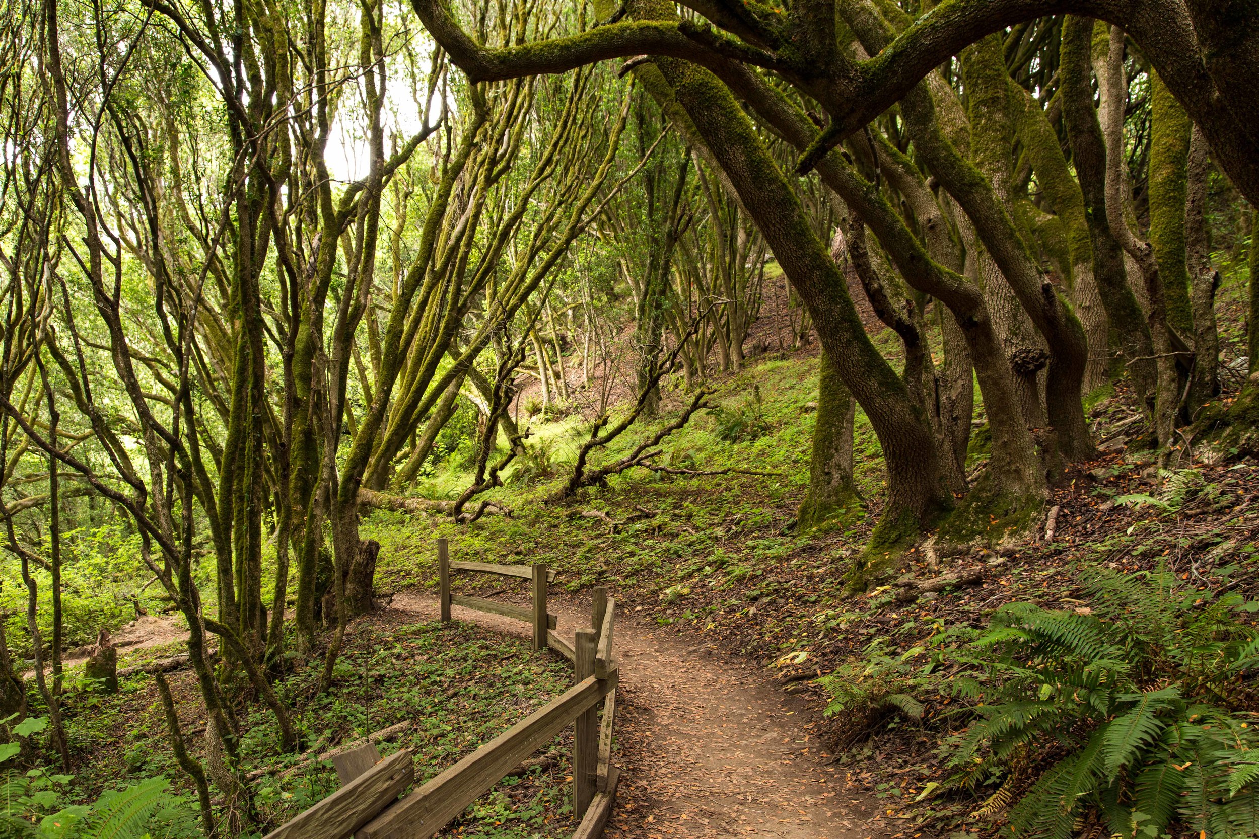 Dipsea Trail_-345.jpg