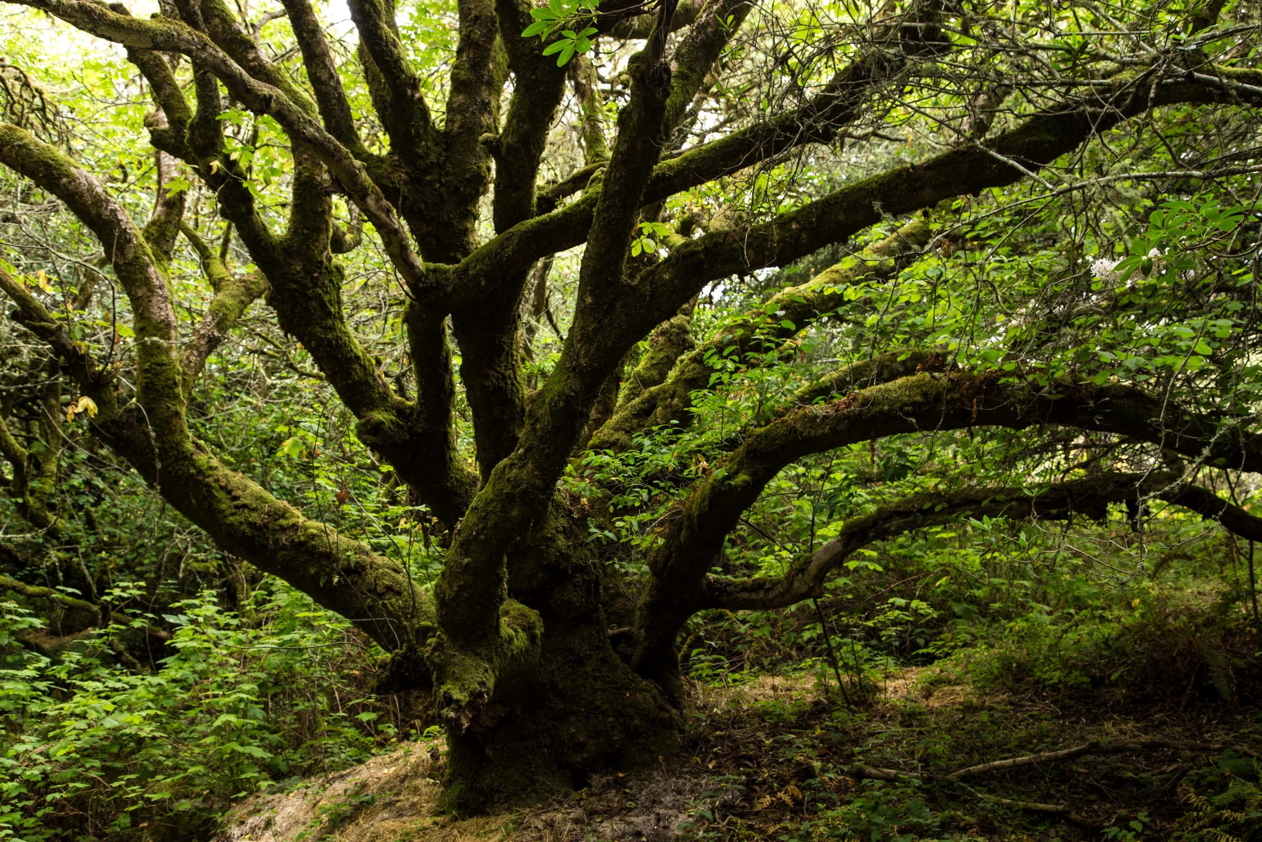 Dipsea Trail_-358.jpg