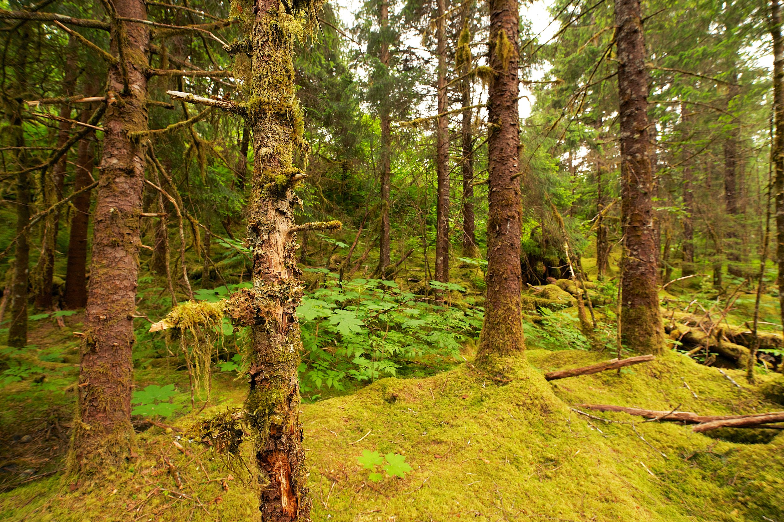 Hike to Mendenhall Glacier 22.jpg
