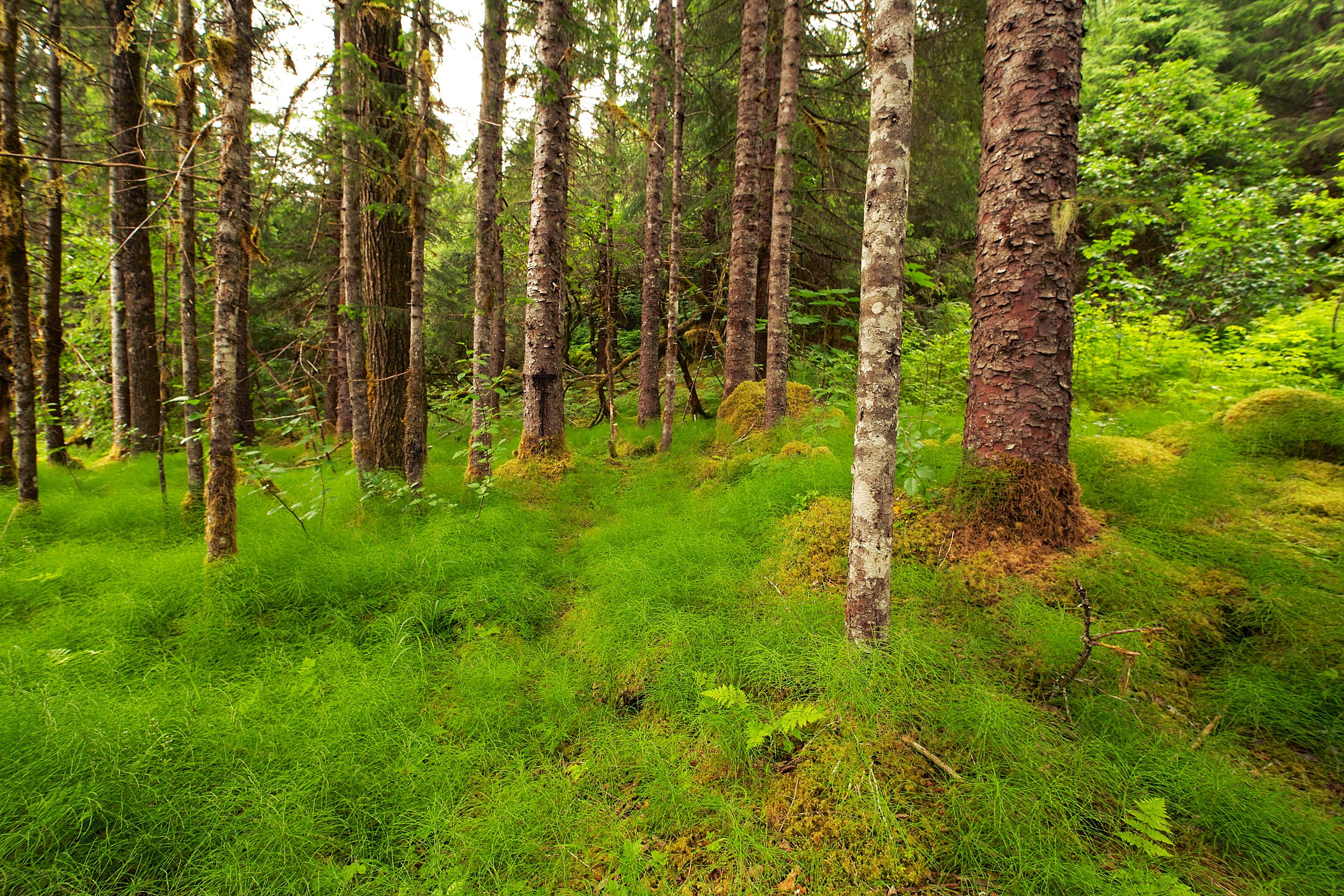 Hike to Mendenhall Glacier 36.jpg