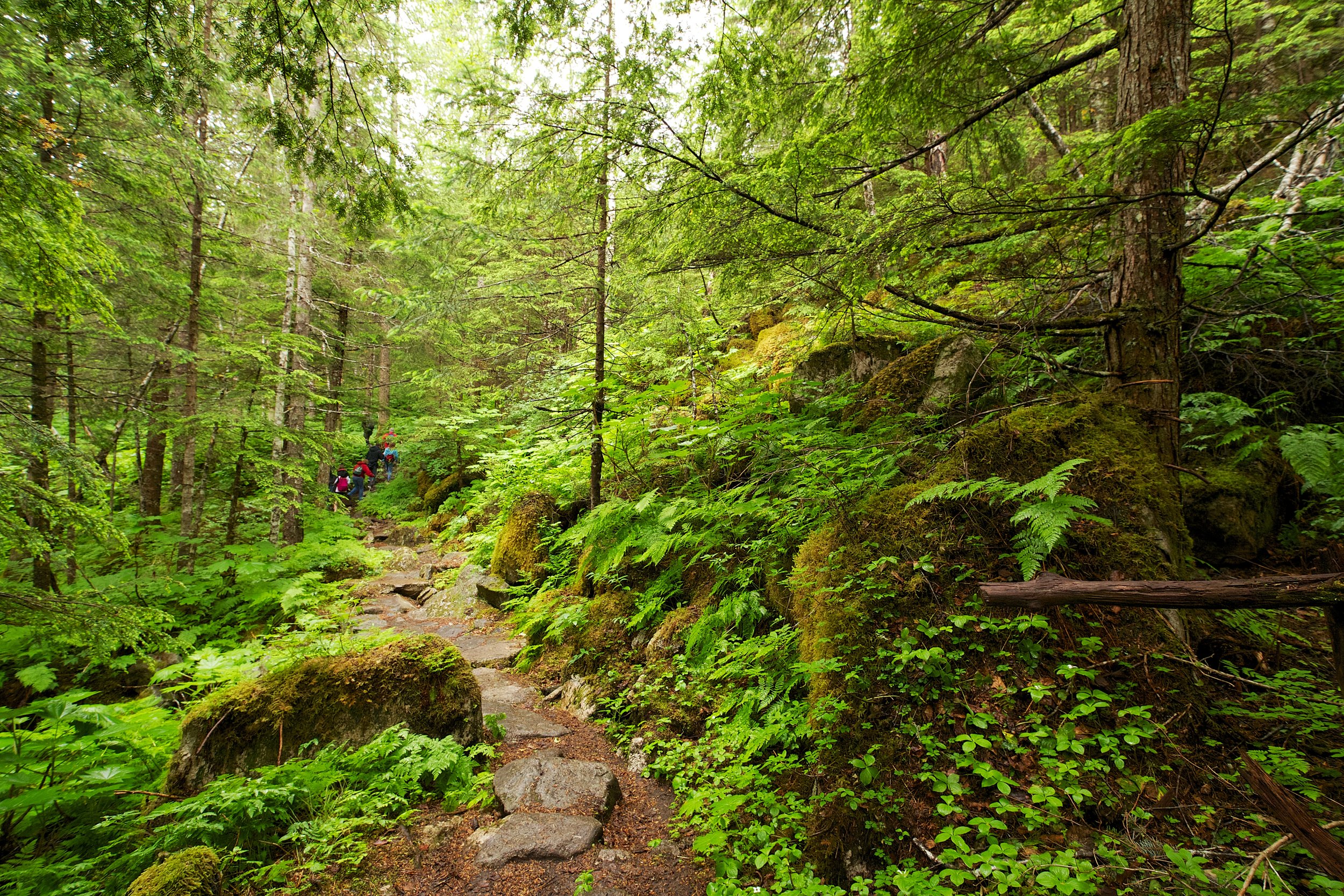 Denver Glacier Trail Skagway Alaska 31.jpg