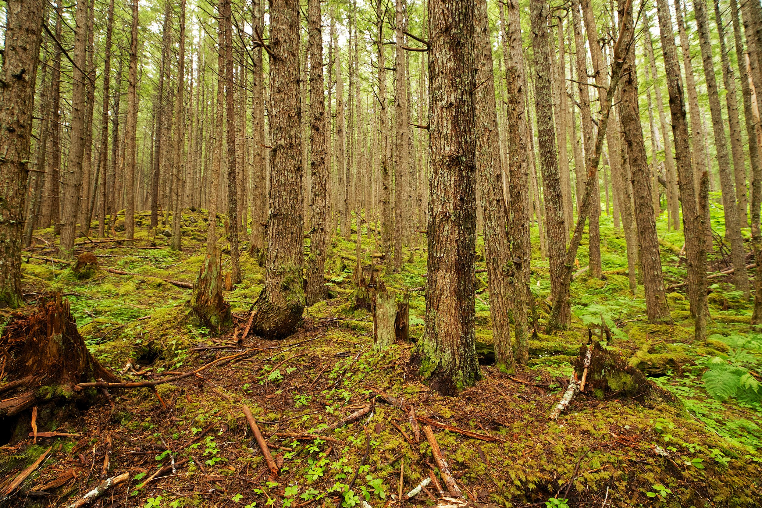 Denver Glacier Trail Skagway Alaska 67.jpg