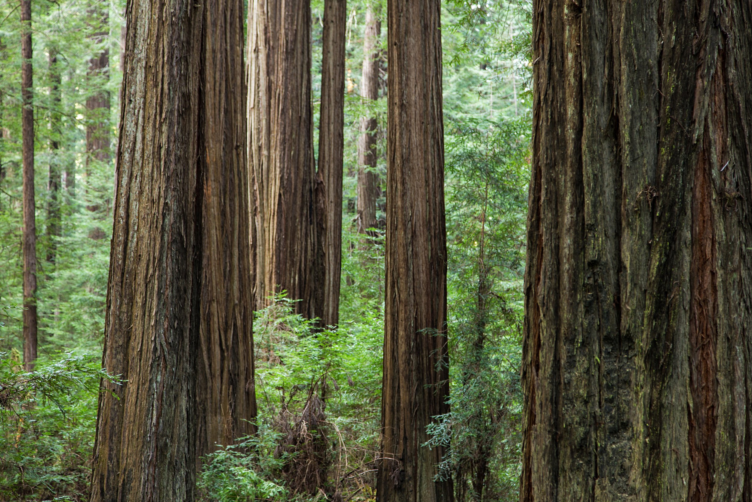 Rockefeller Loop Trail - Humboldt Redwoods State Park-86.jpg