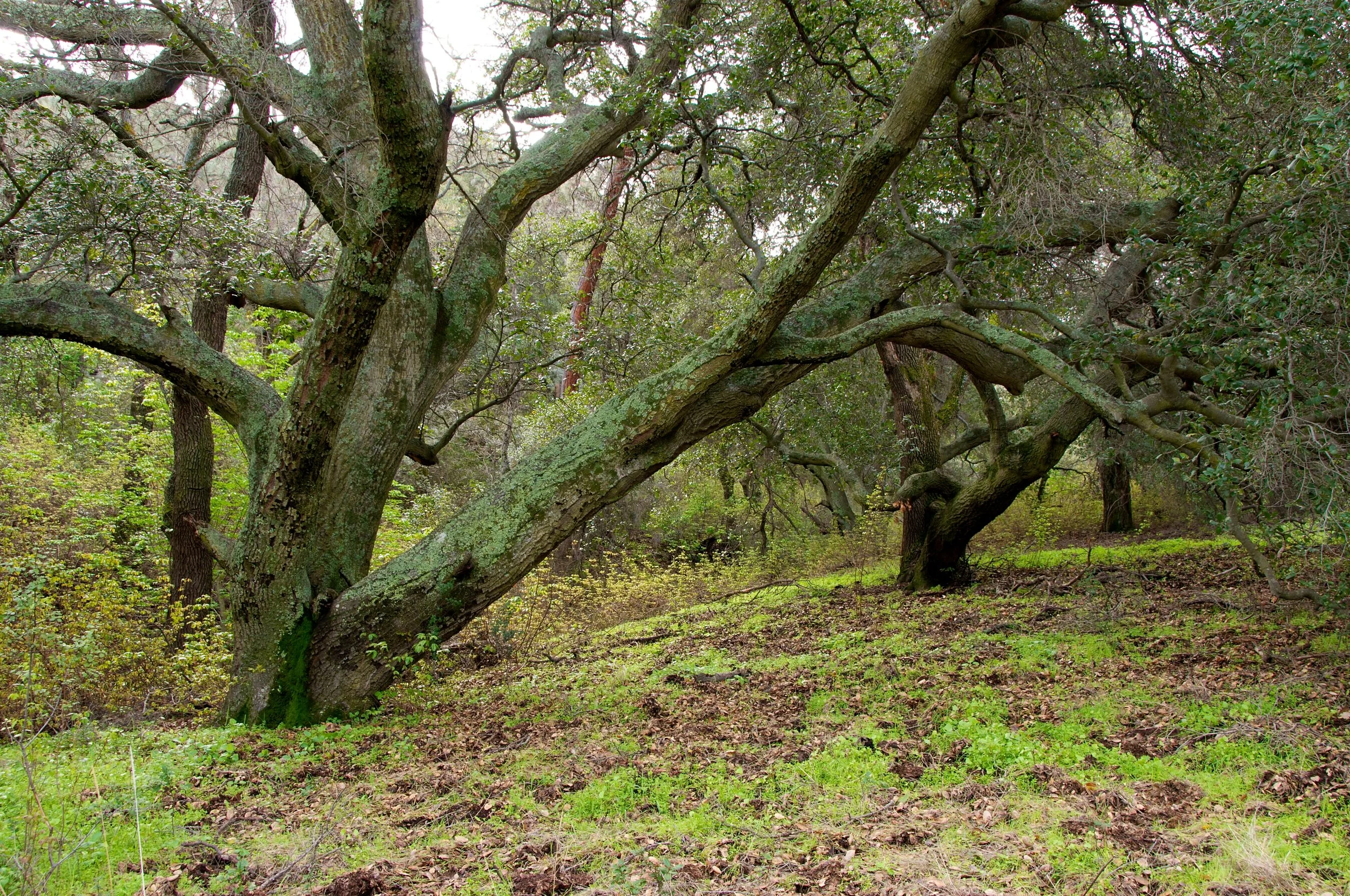 Mt. Diablo Hike 2_12_2011 - 2011-02-21 at 10-36-26.jpg