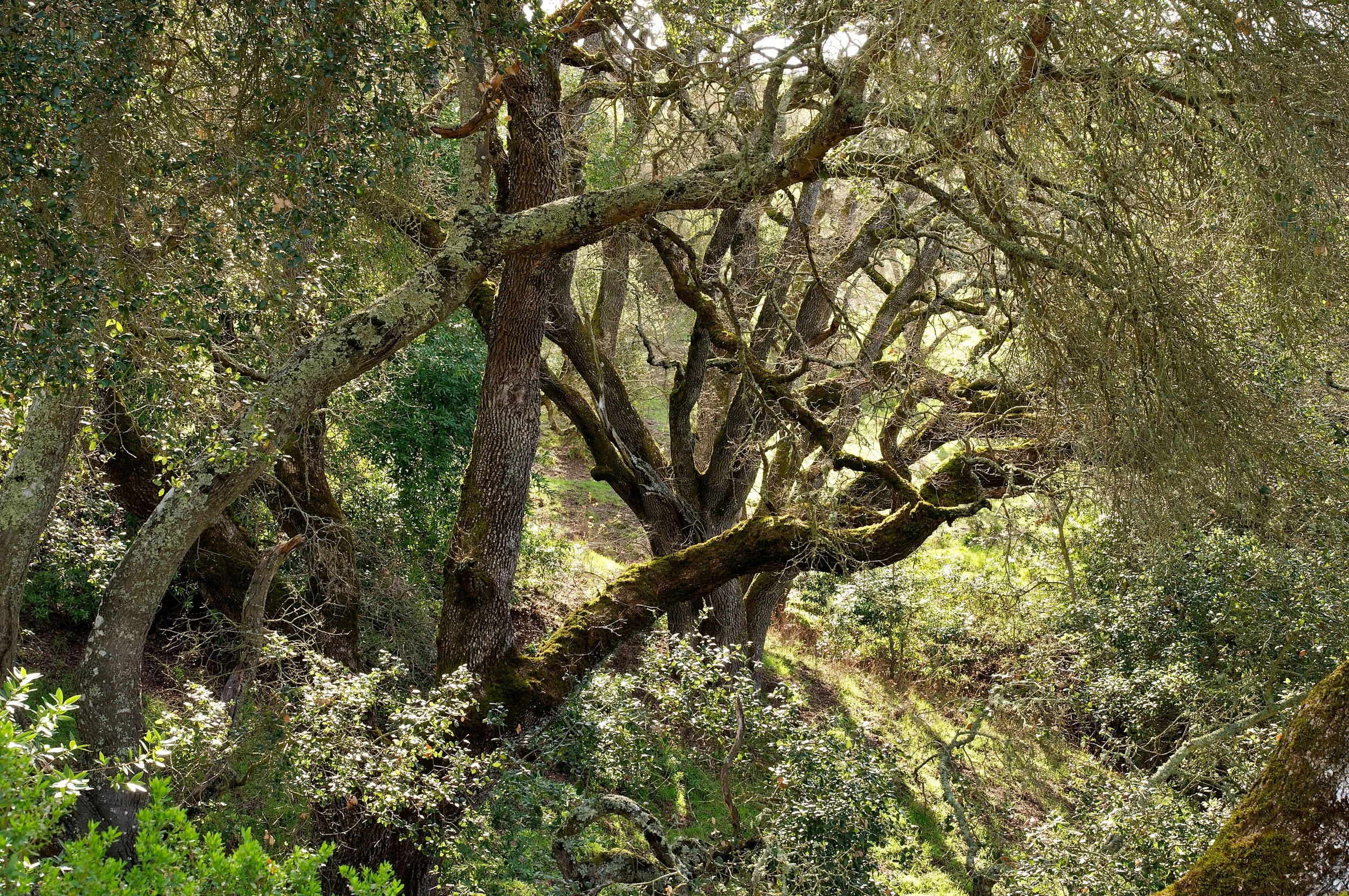 Rim trail 3_5_11 (28).jpg