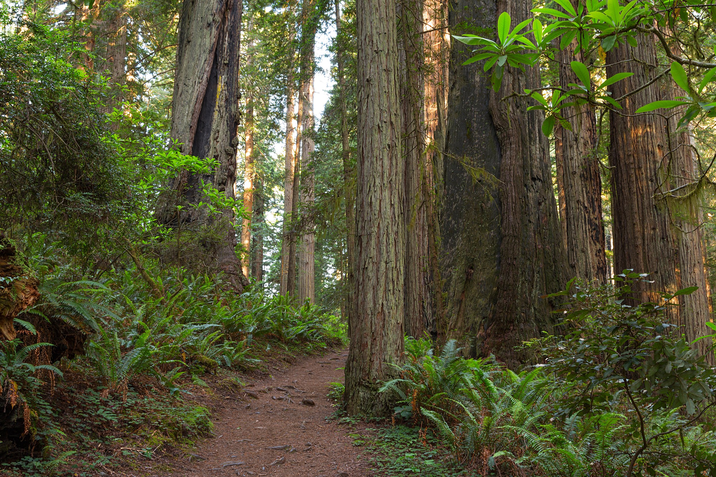 Redwood National Park-5.jpg