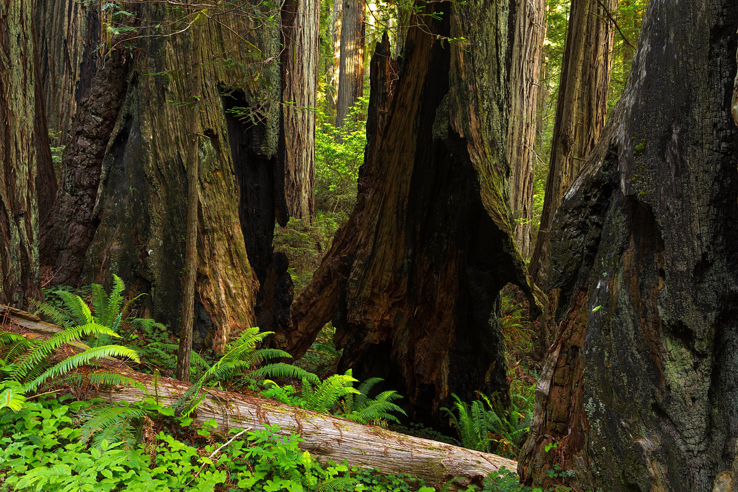 Redwood National Park-7.jpg