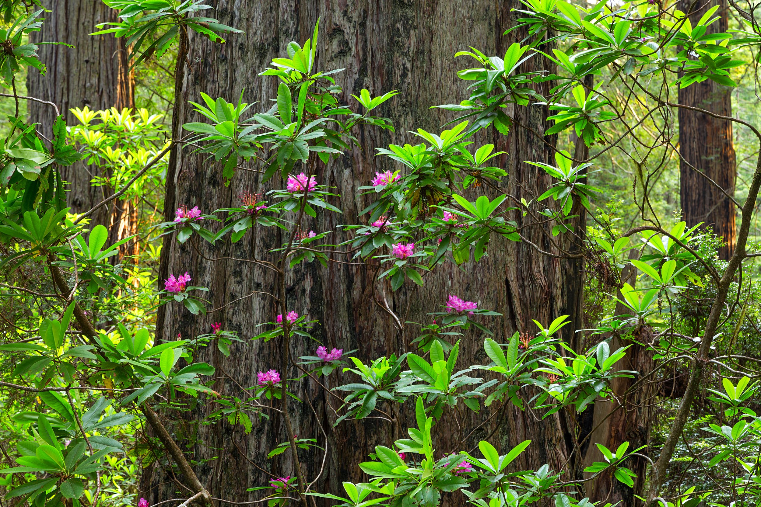 Redwood National Park-10.jpg