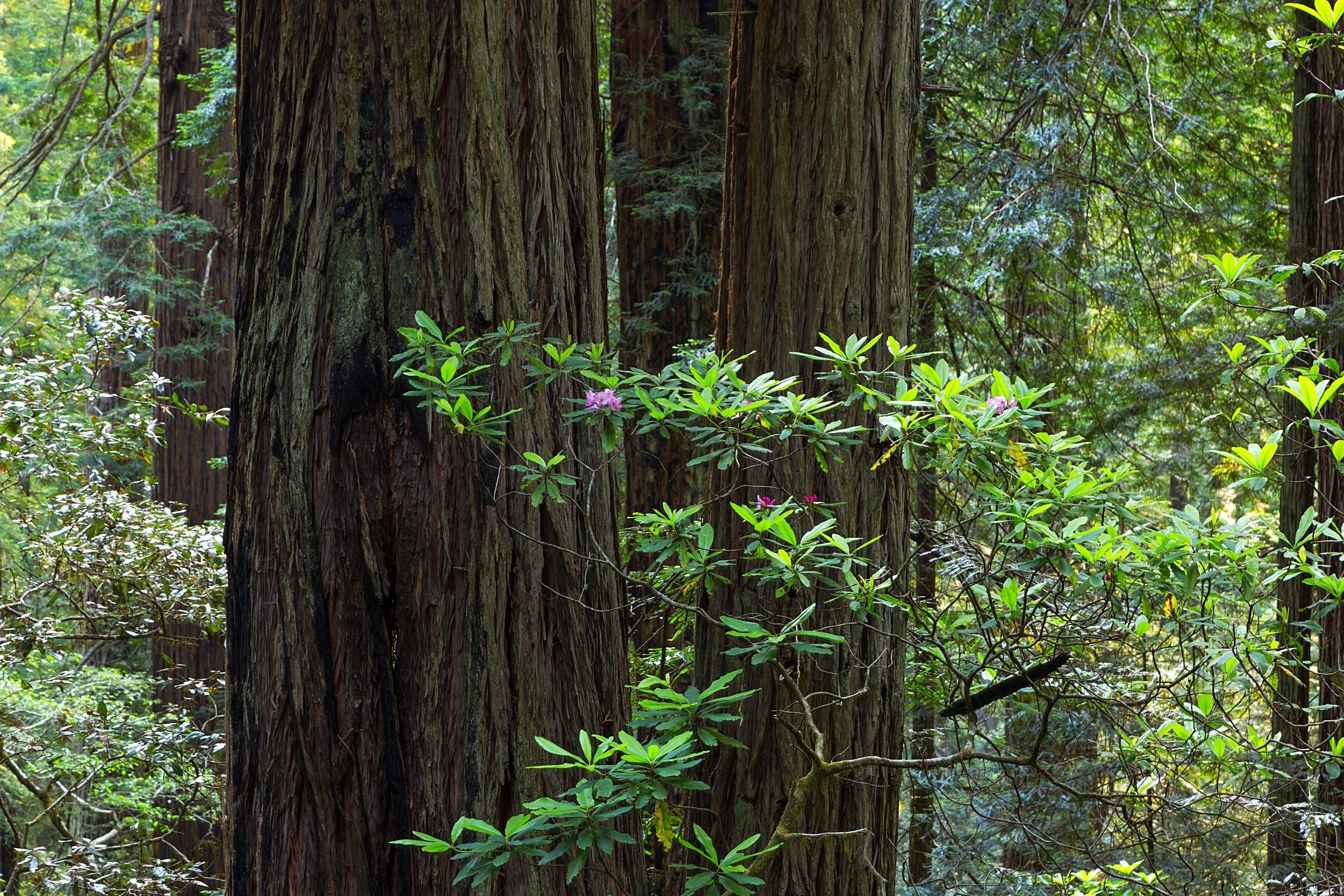 Redwood National Park-14.jpg