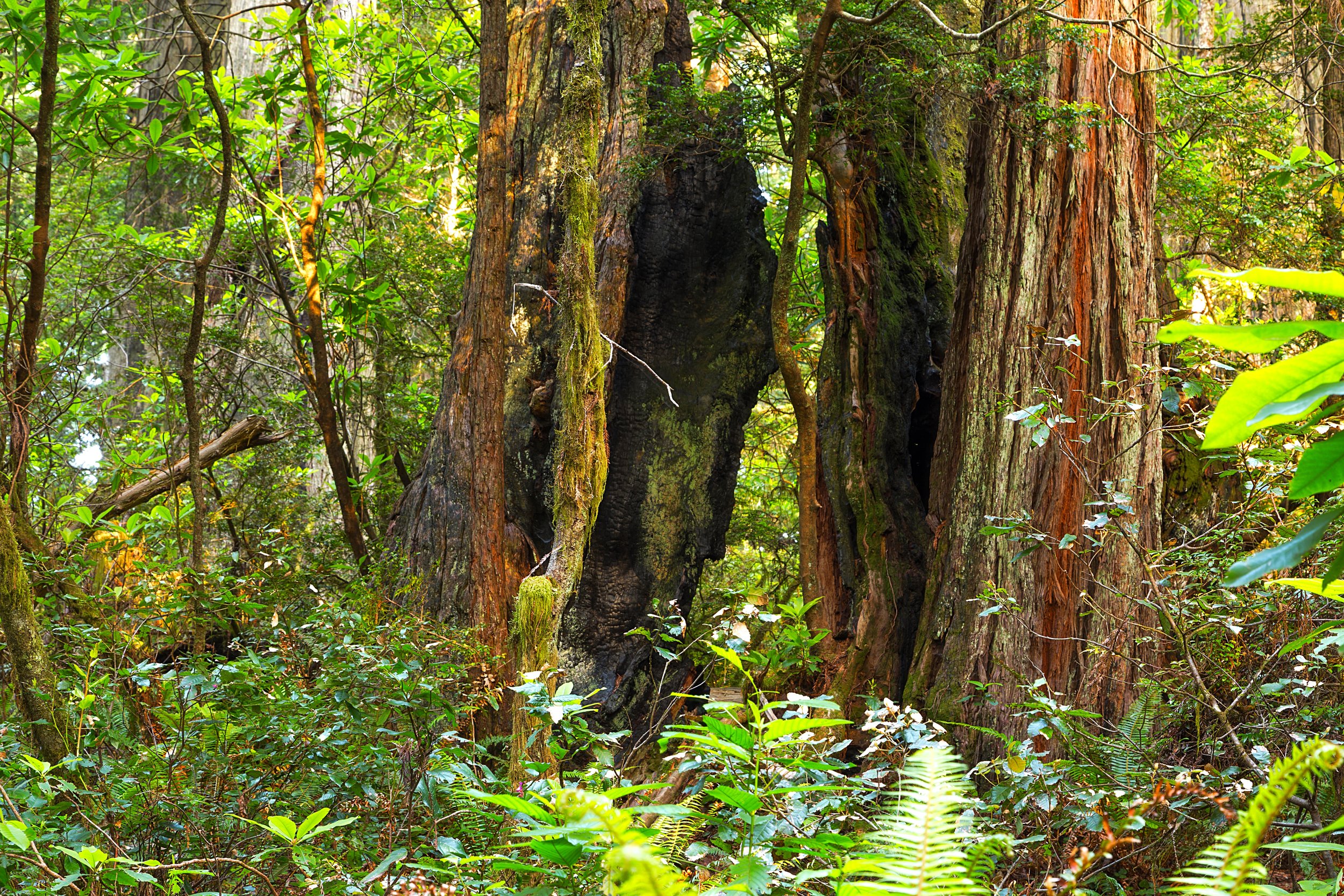 Redwood National Park-19.jpg