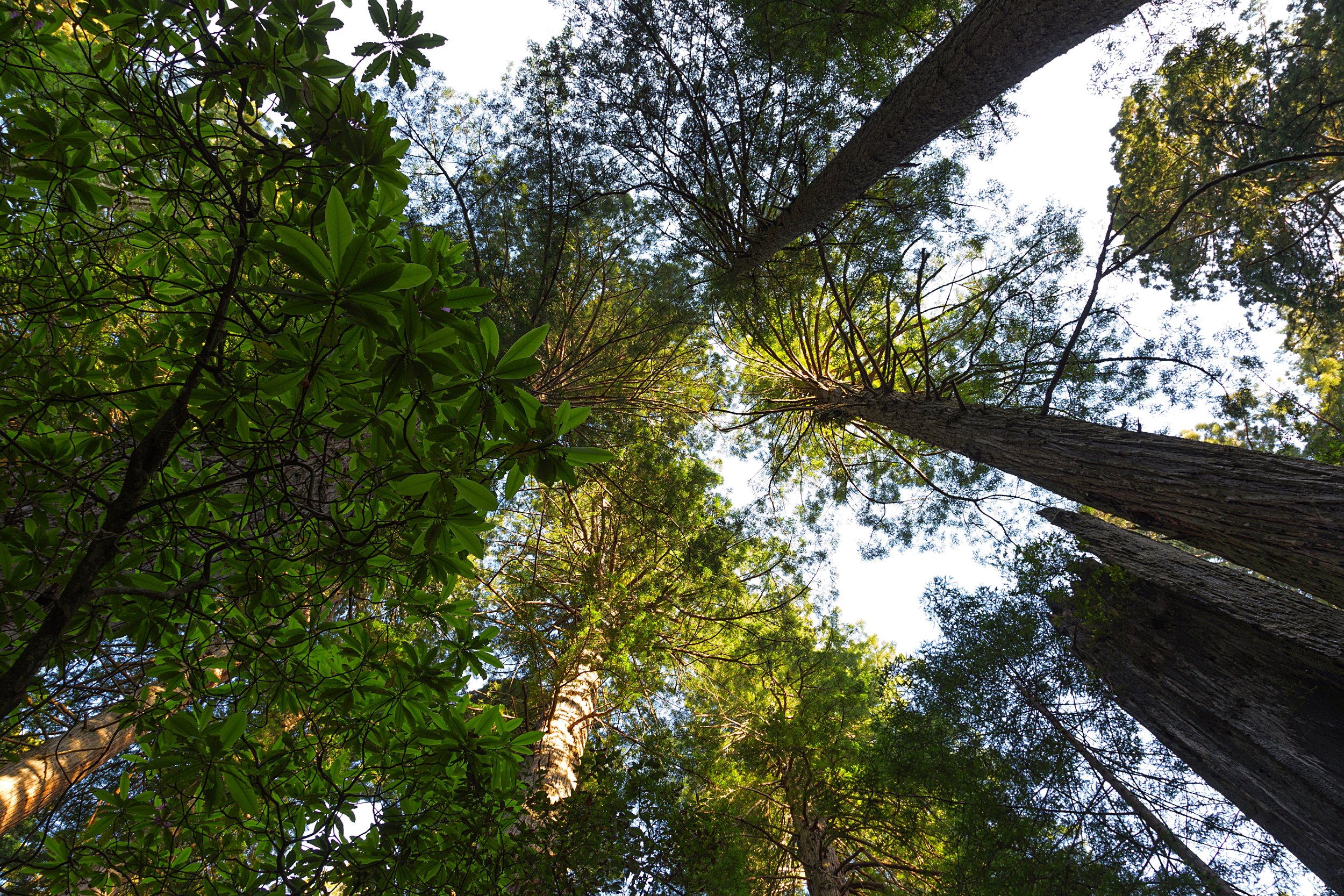 Redwood National Park-21.jpg