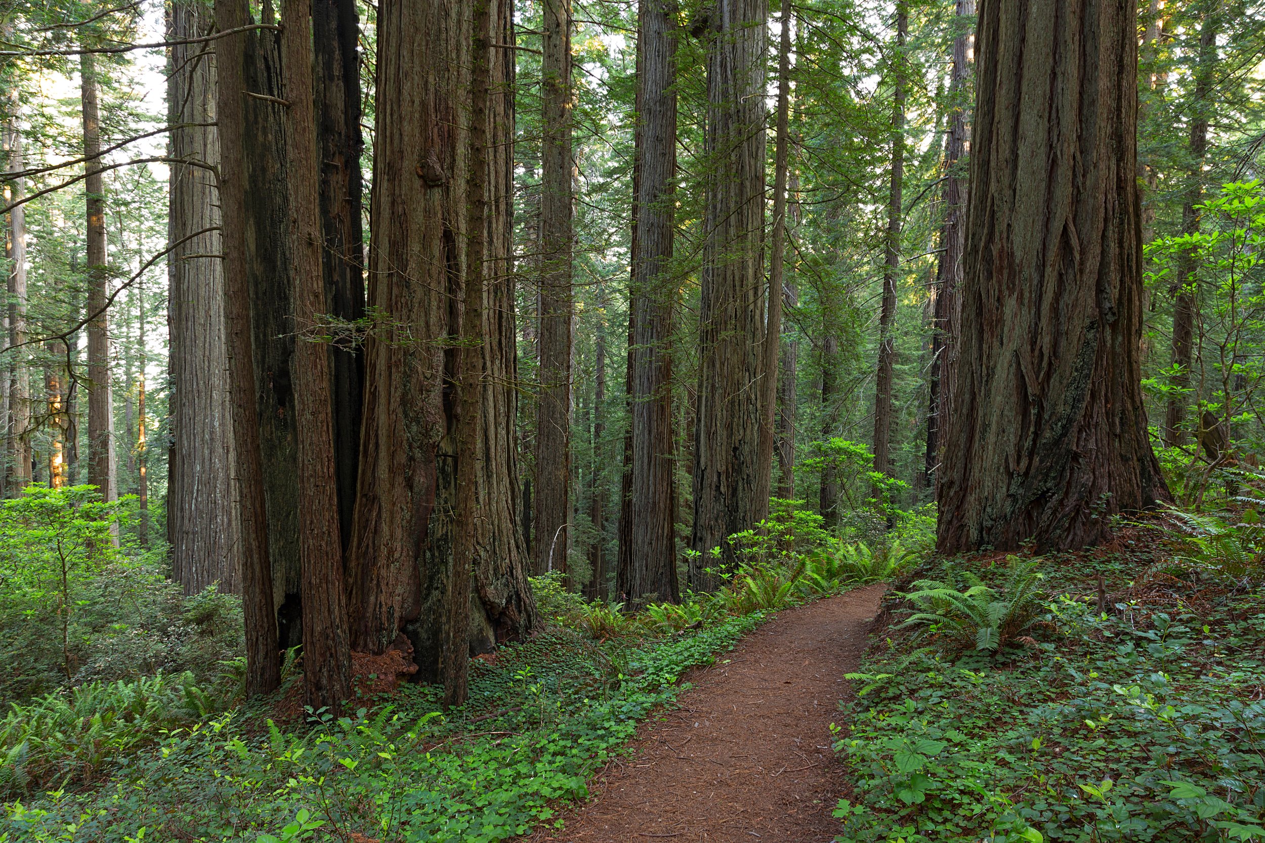Redwood National Park-23.jpg