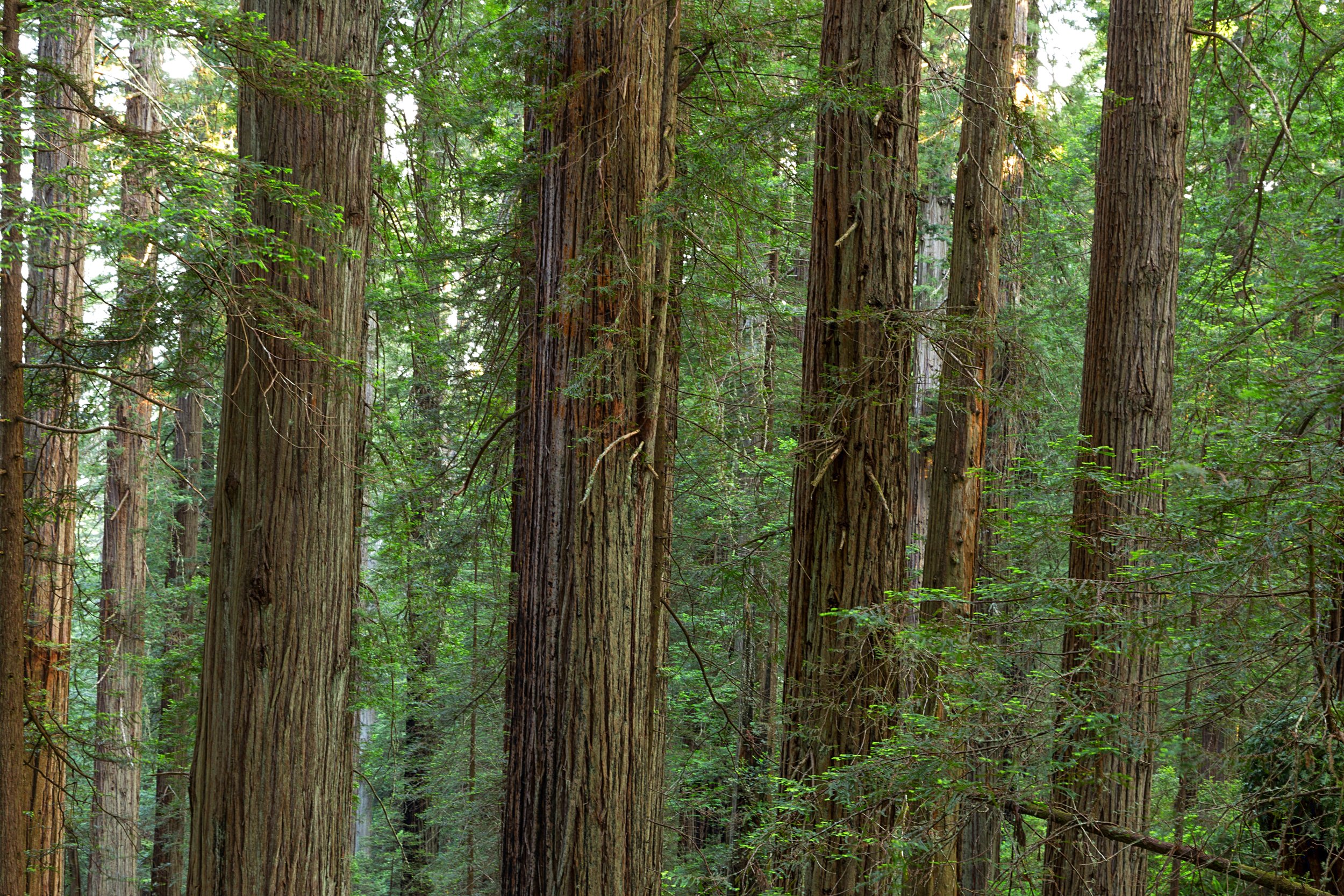 Redwood National Park-26.jpg