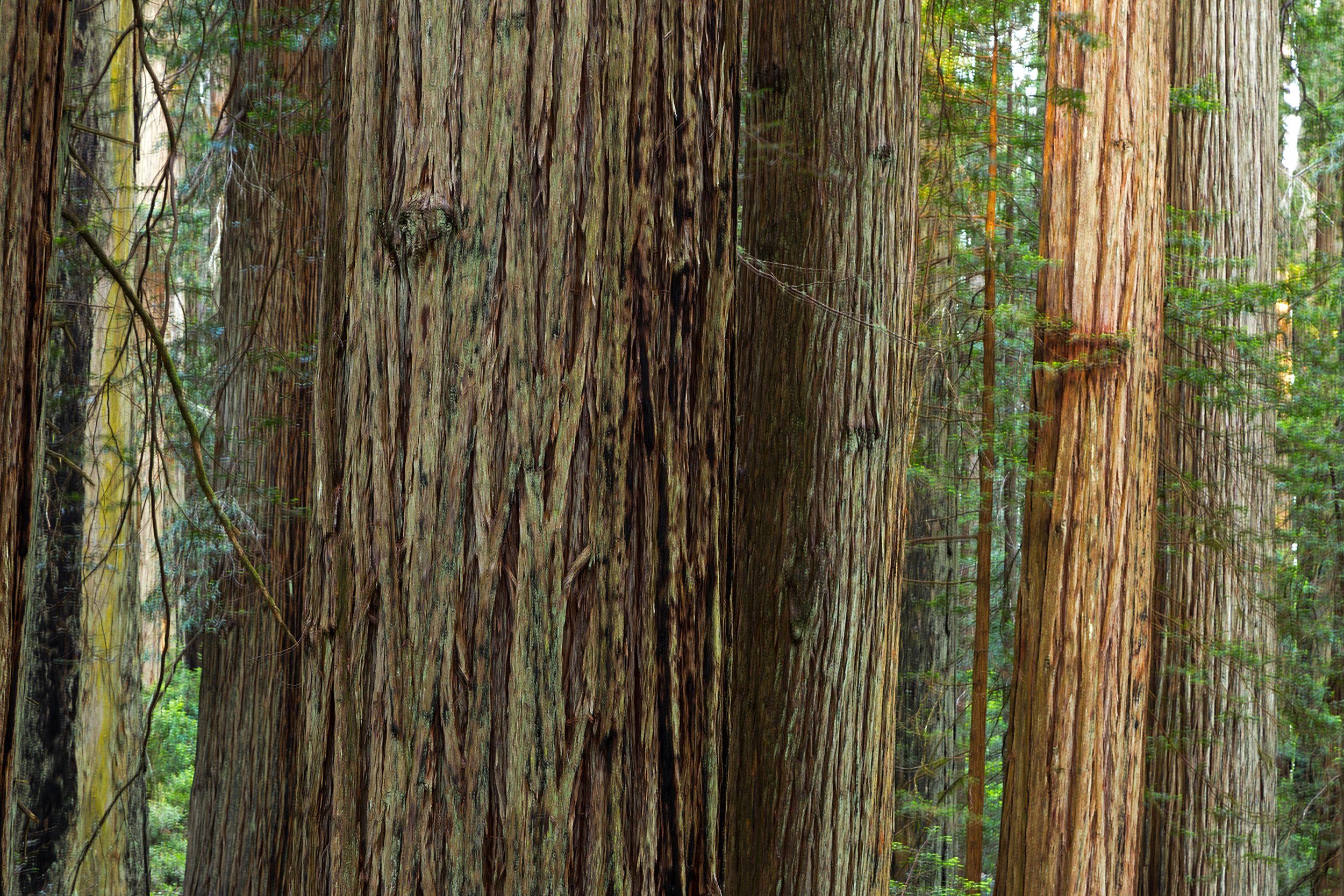 Redwood National Park-31.jpg