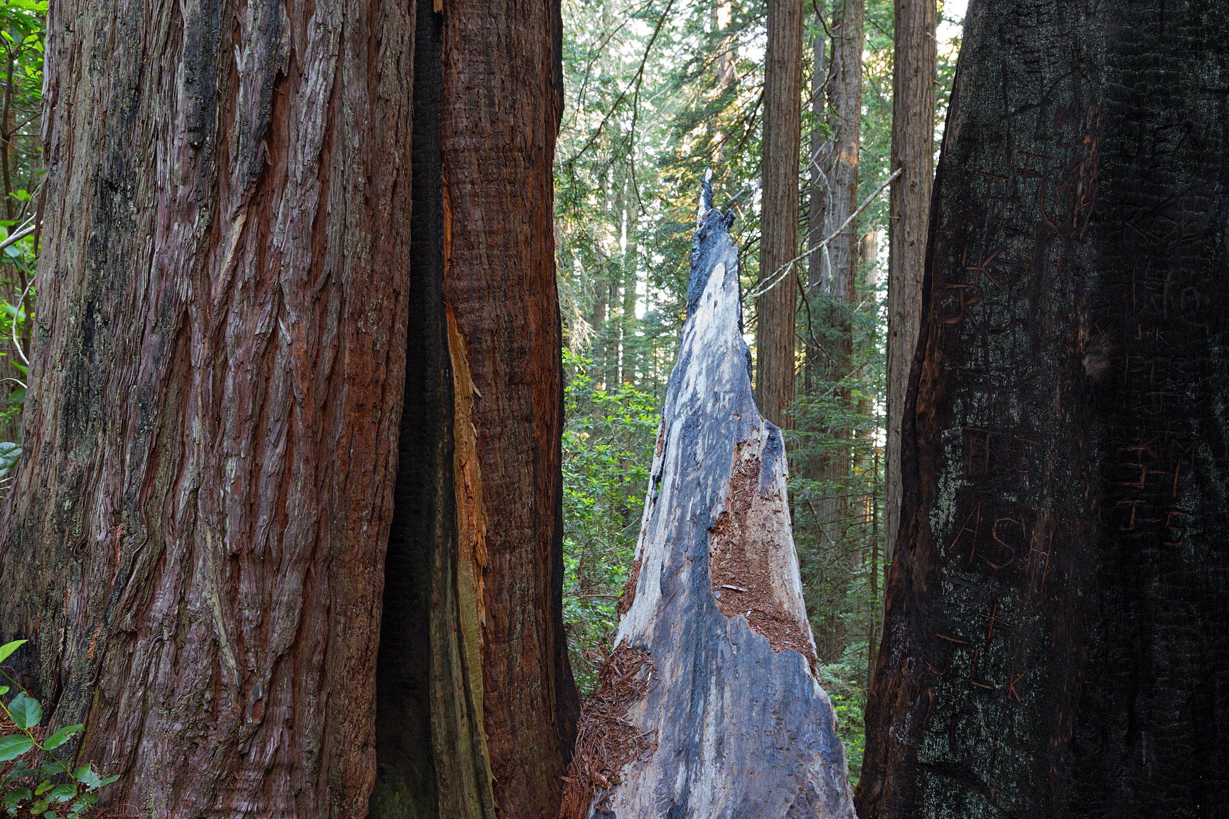 Redwood National Park-35.jpg