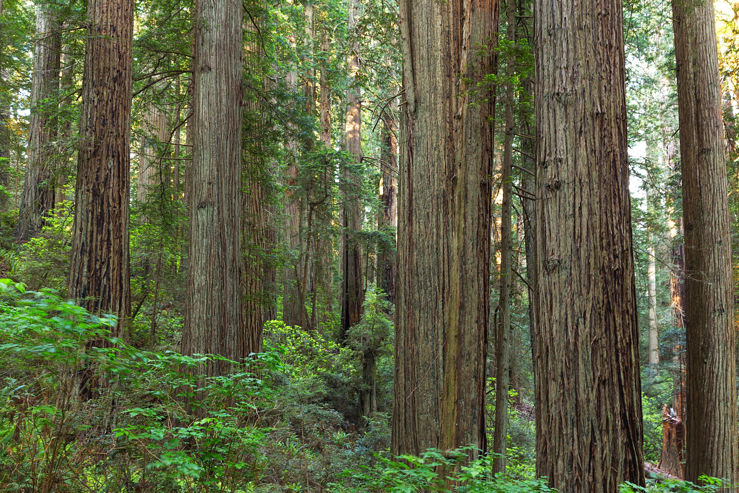 Redwood National Park-33.jpg