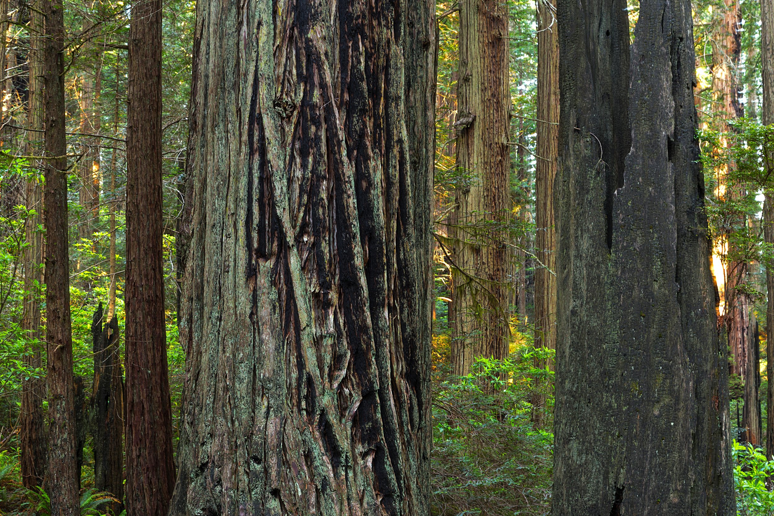 Redwood National Park-36.jpg