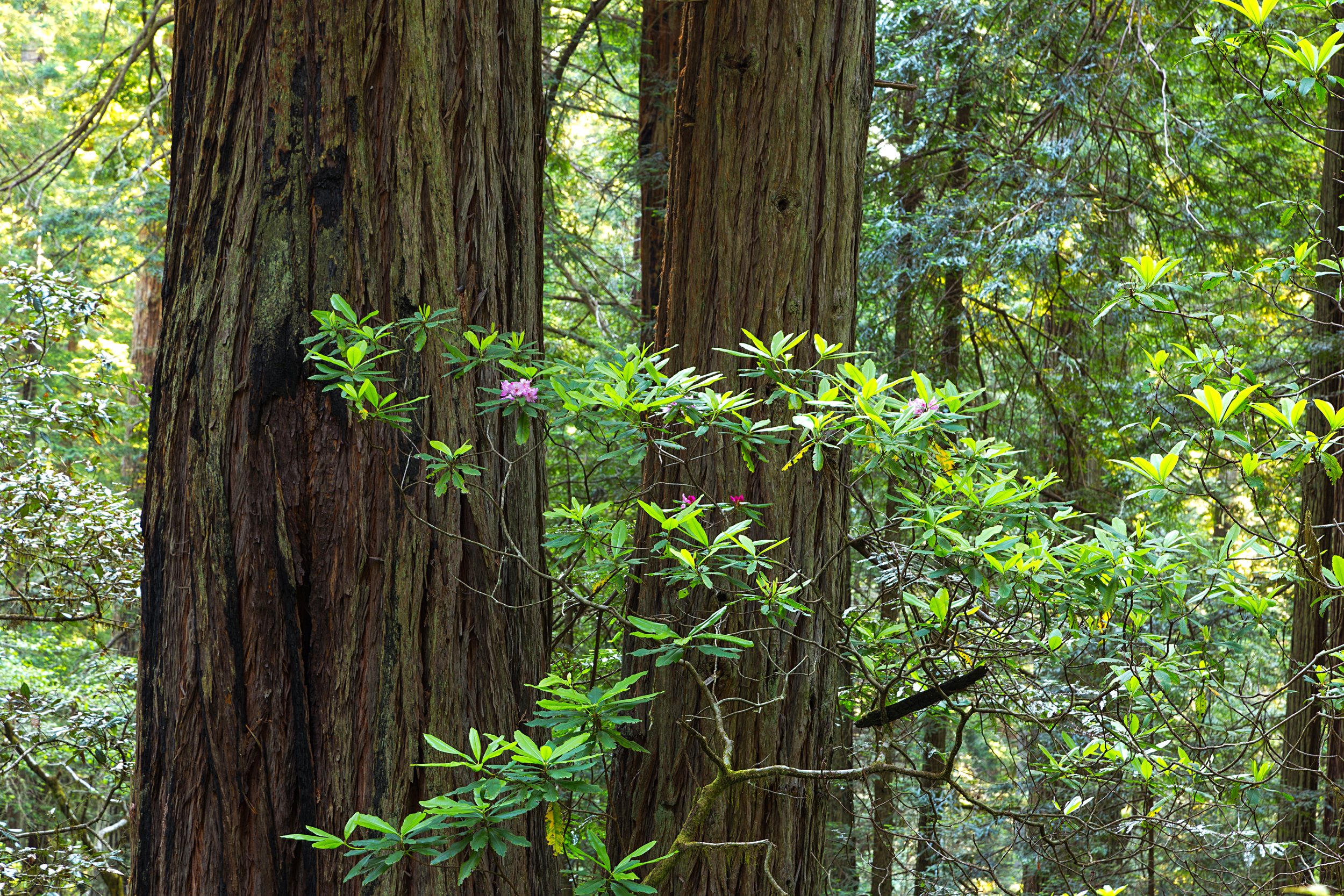 Redwood National Park-41.jpg