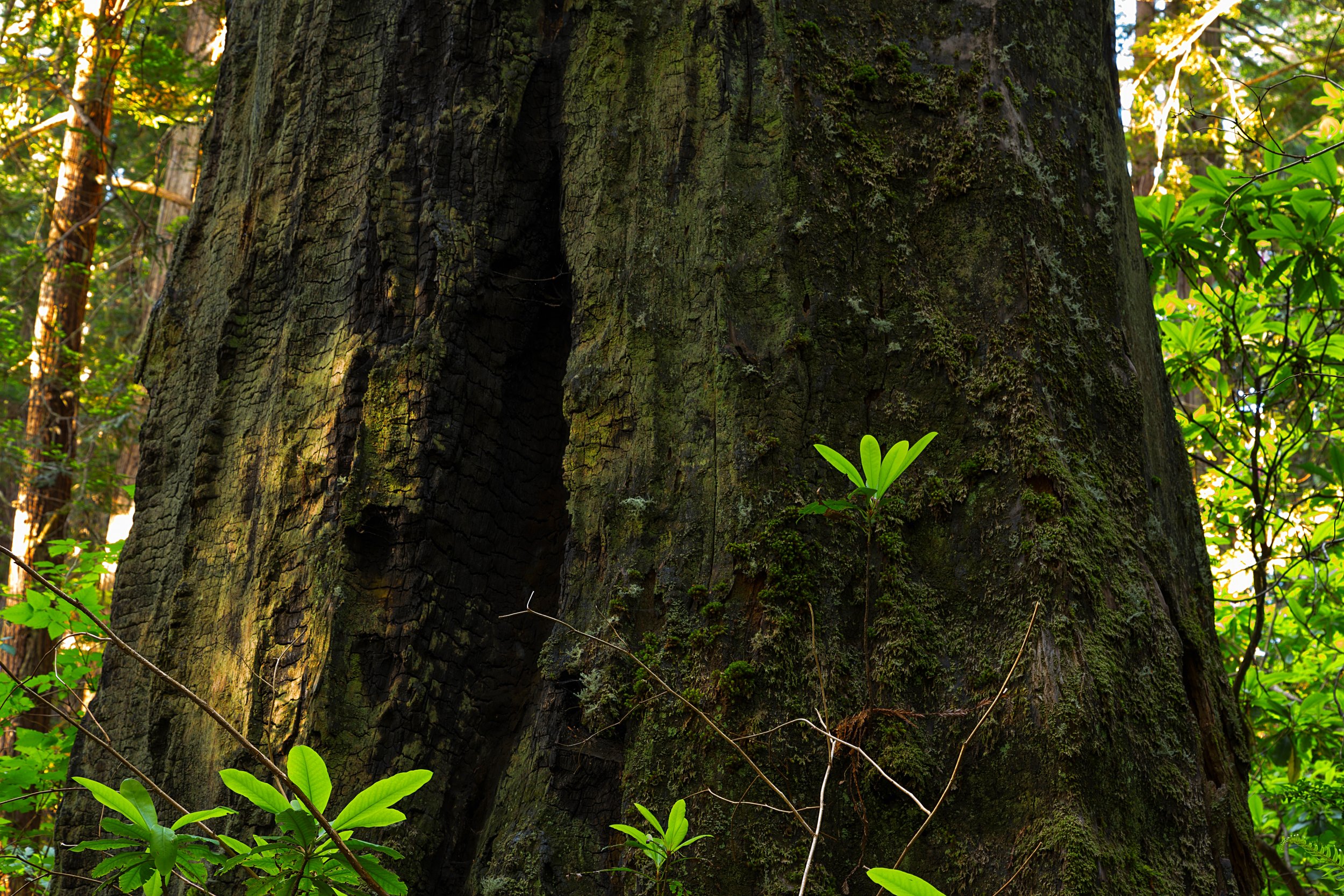 Redwood National Park-47.jpg