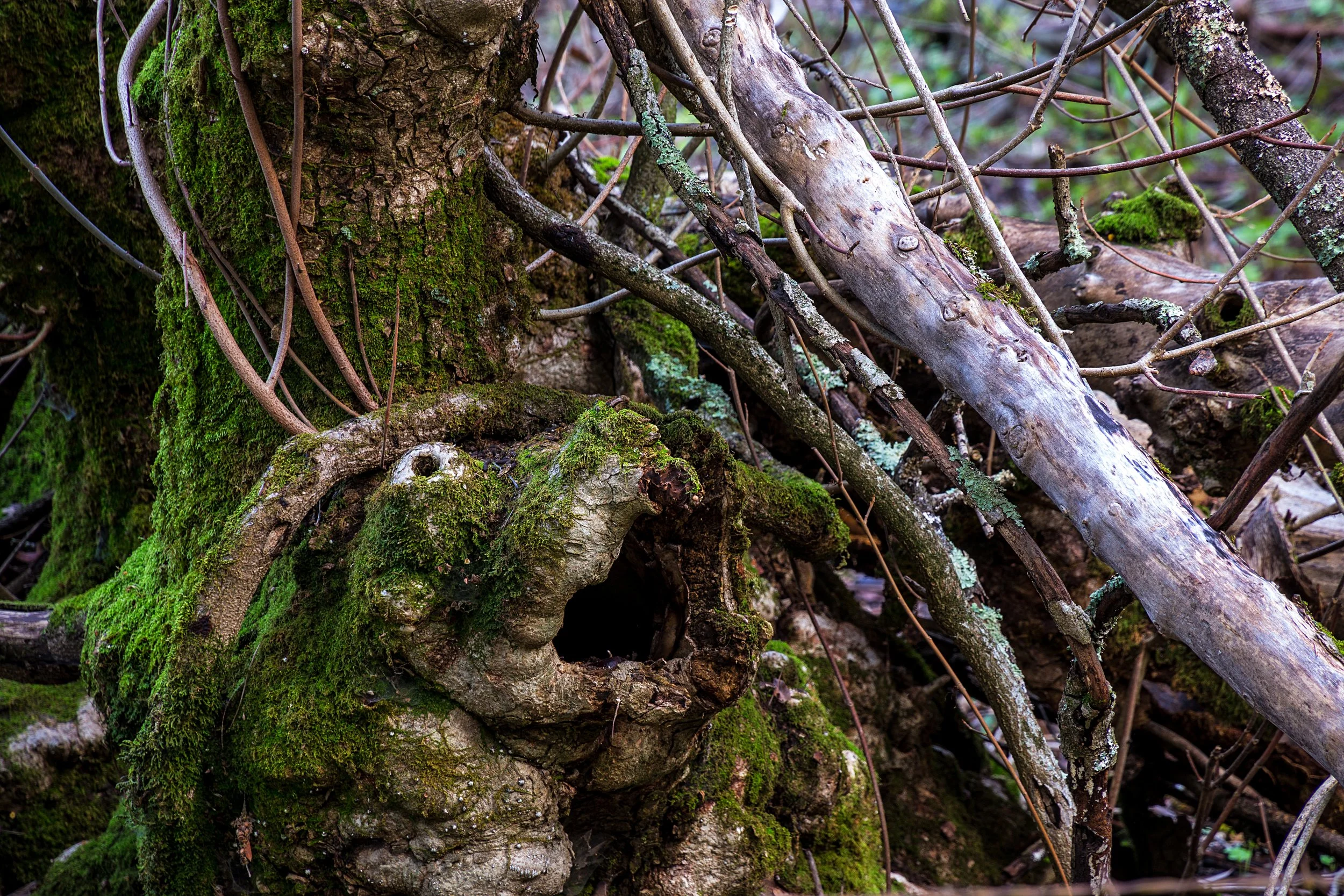 Oursan Trail-93.jpg