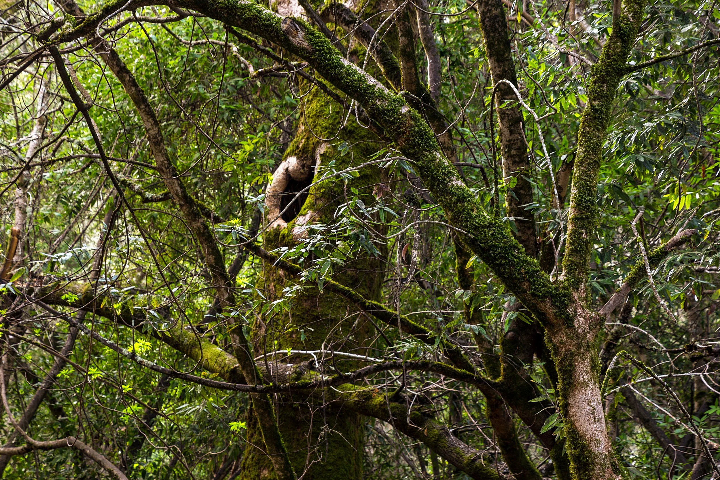 Old San Pablo Trail San Pablo Reservoir-6.jpg