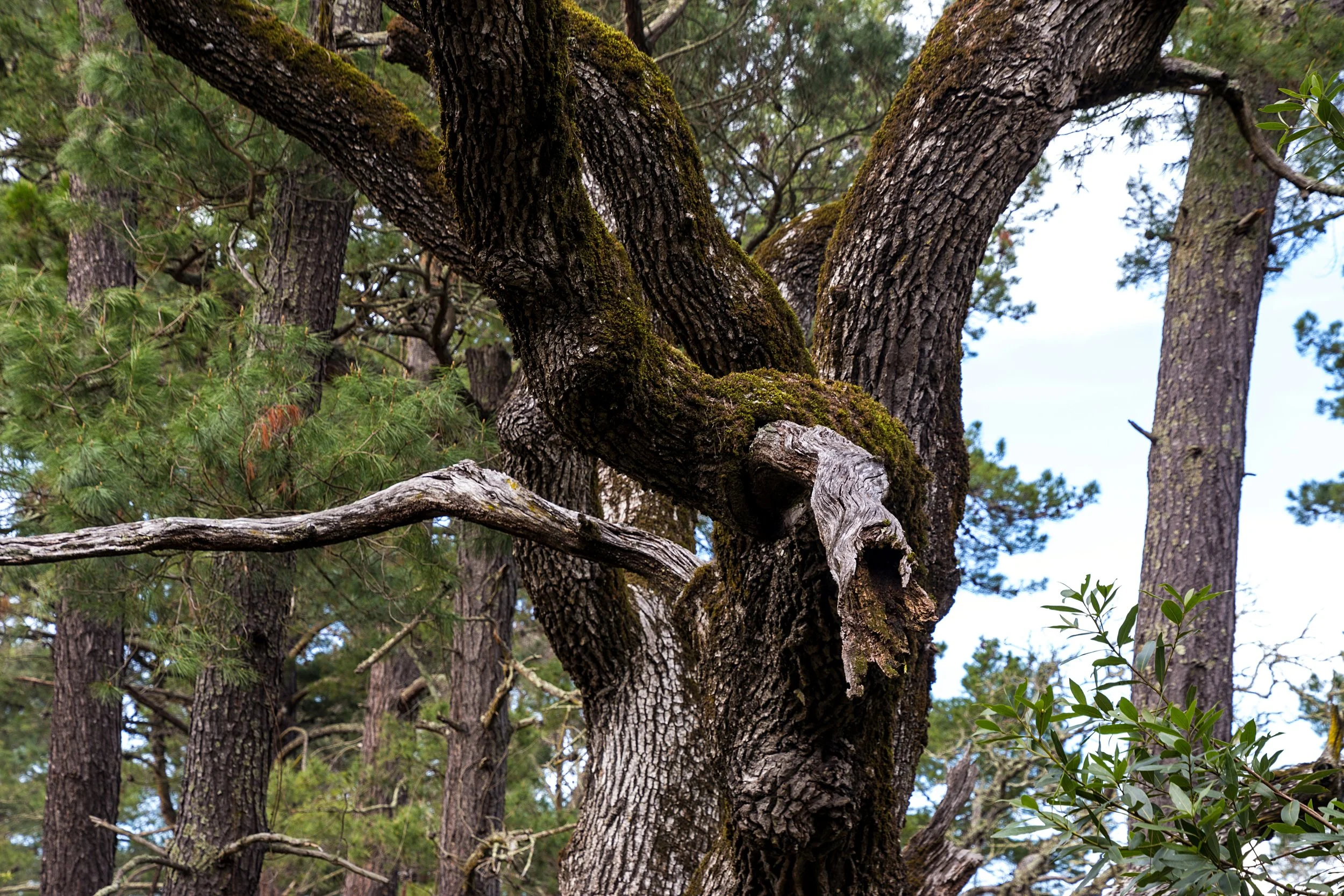 Old San Pablo Trail San Pablo Reservoir-29.jpg