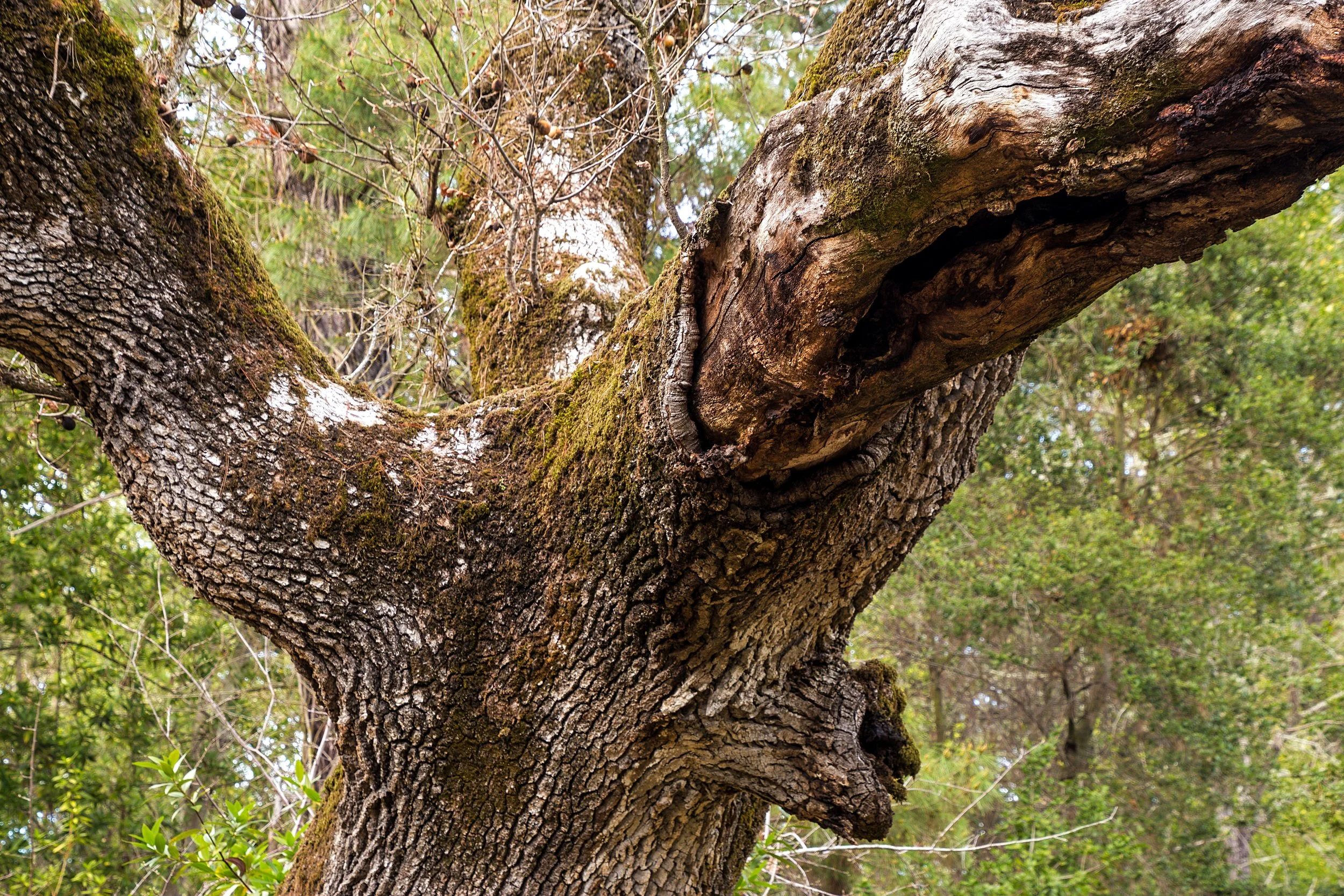Old San Pablo Trail San Pablo Reservoir-32.jpg