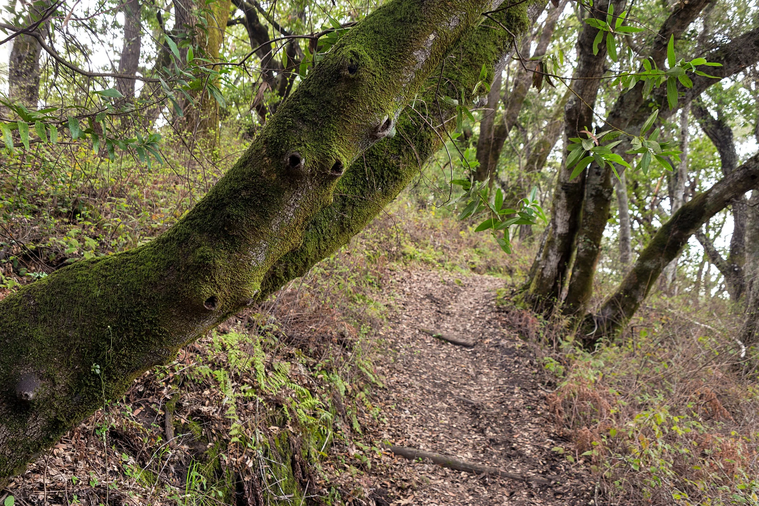 Old San Pablo Trail San Pablo Reservoir-41.jpg