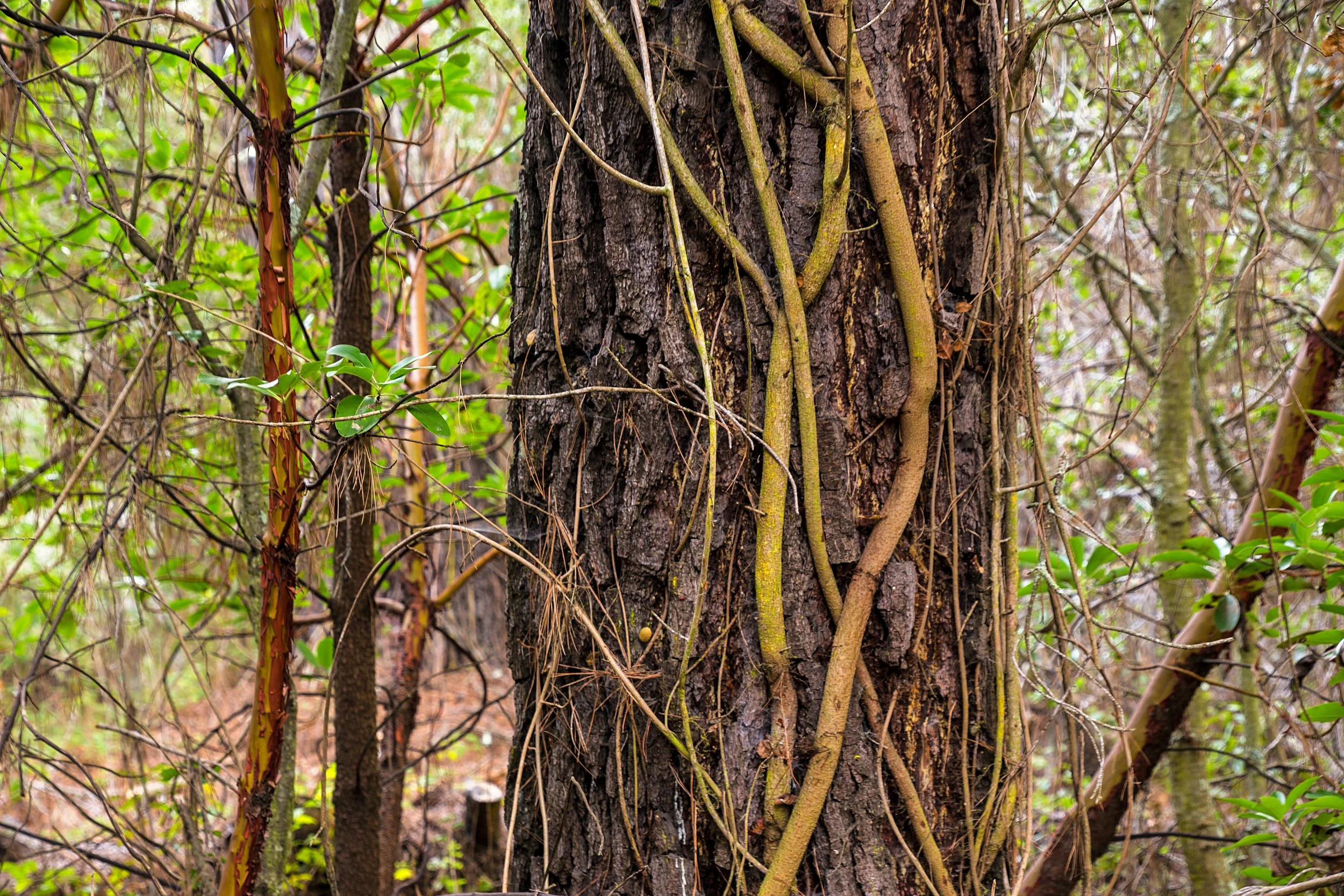 Old San Pablo Trail San Pablo Reservoir-51.jpg