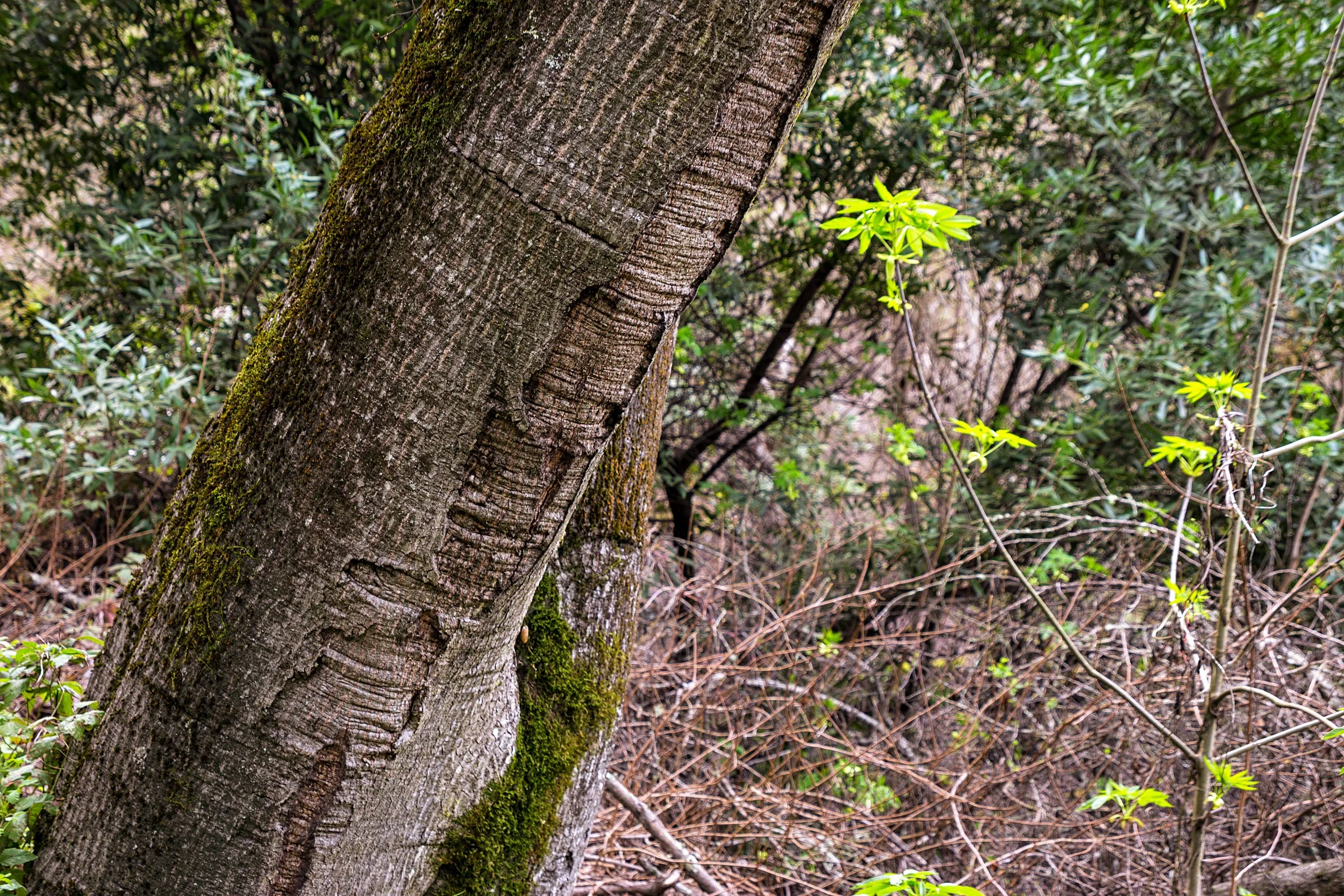 Old San Pablo Trail San Pablo Reservoir-63.jpg