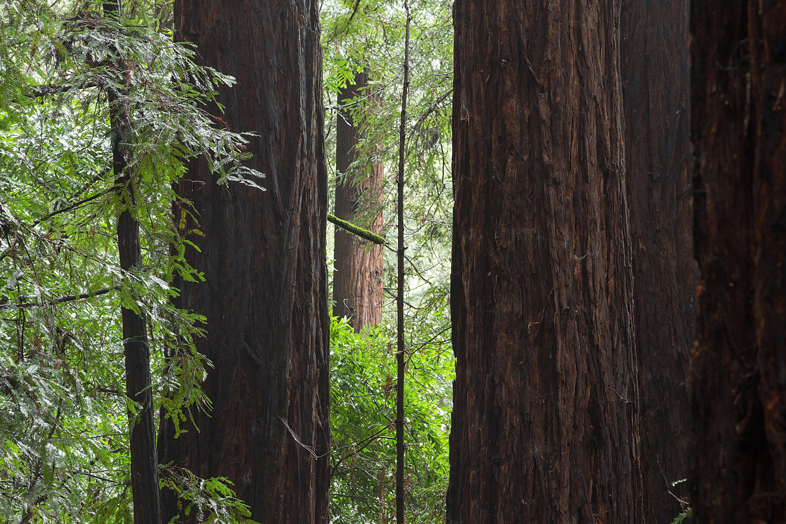 Canyon Redwoods Feb 2017-2.jpg