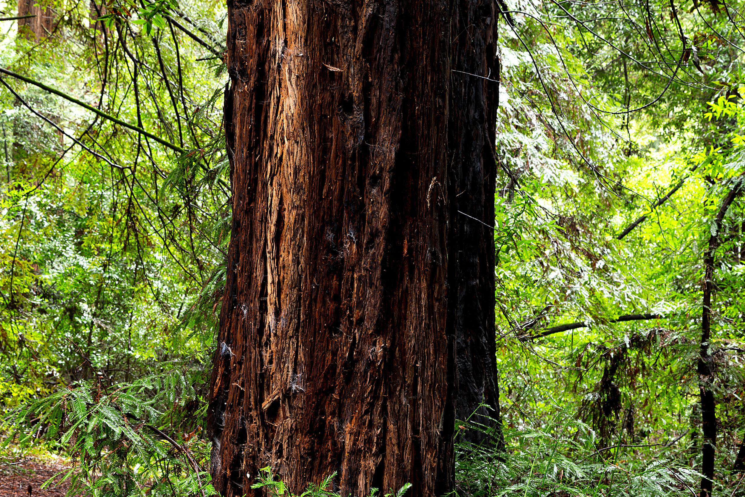 Canyon Redwoods Feb 2017-3.jpg