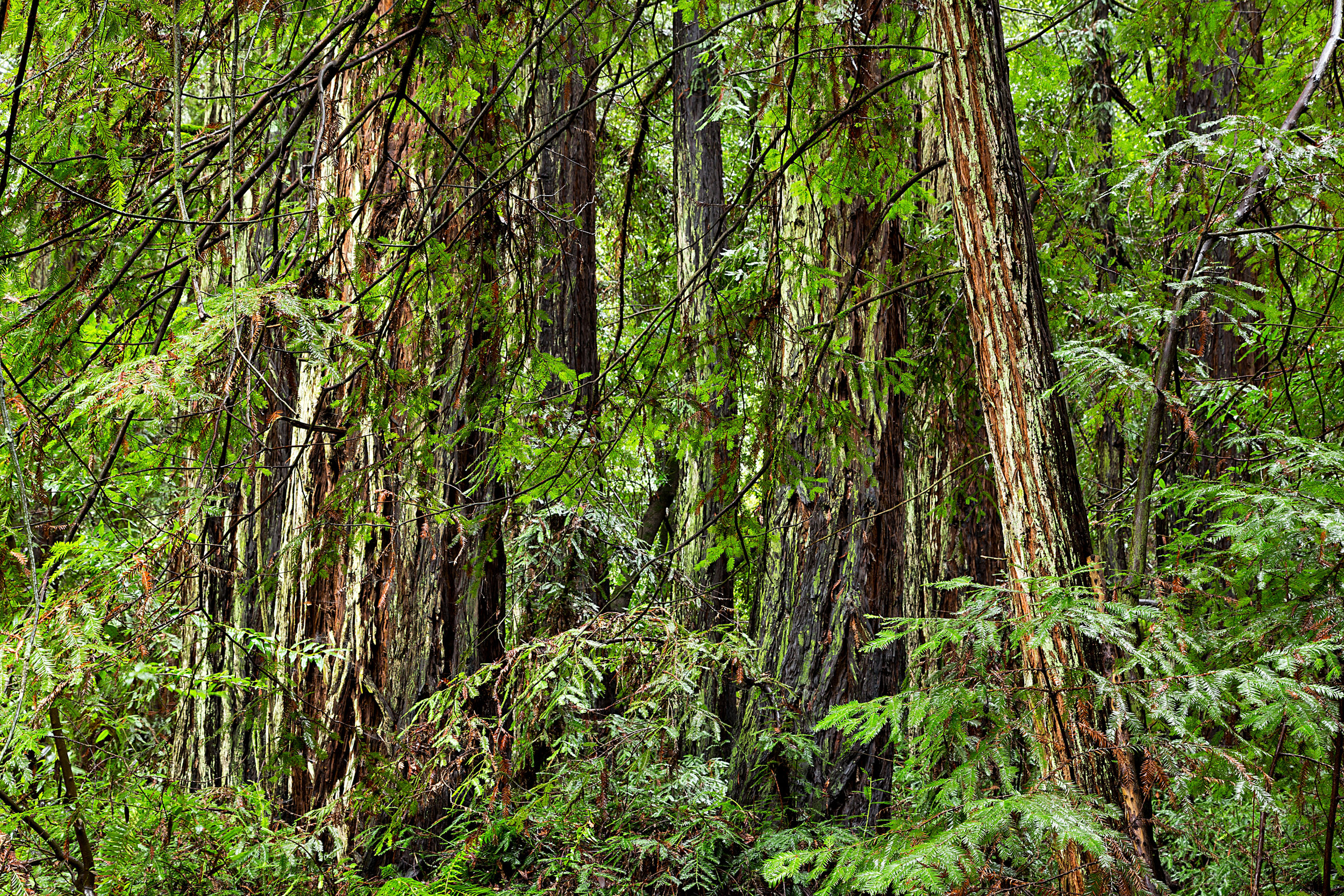 Canyon Redwoods Feb 2017-5.jpg